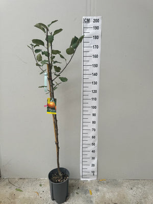Demi-Tige / Pot de 10 Litres - Hauteur 150/175cm