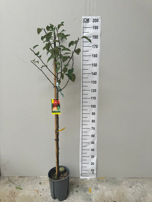 Demi-Tige / Pot de 10 Litres - Hauteur 150/175cm