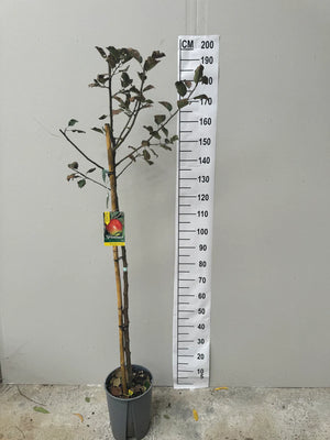 Demi-Tige / Pot de 10 Litres