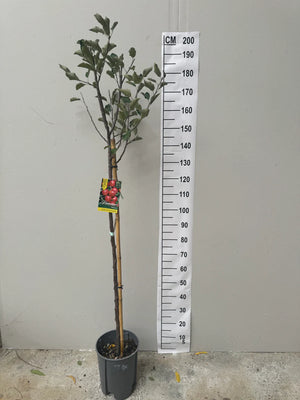 Demi-Tige / Pot de 10 litres