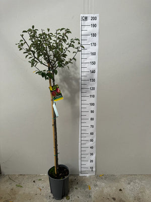 Demi-Tige / Pot de 10 litres - Hauteur 150/175cm