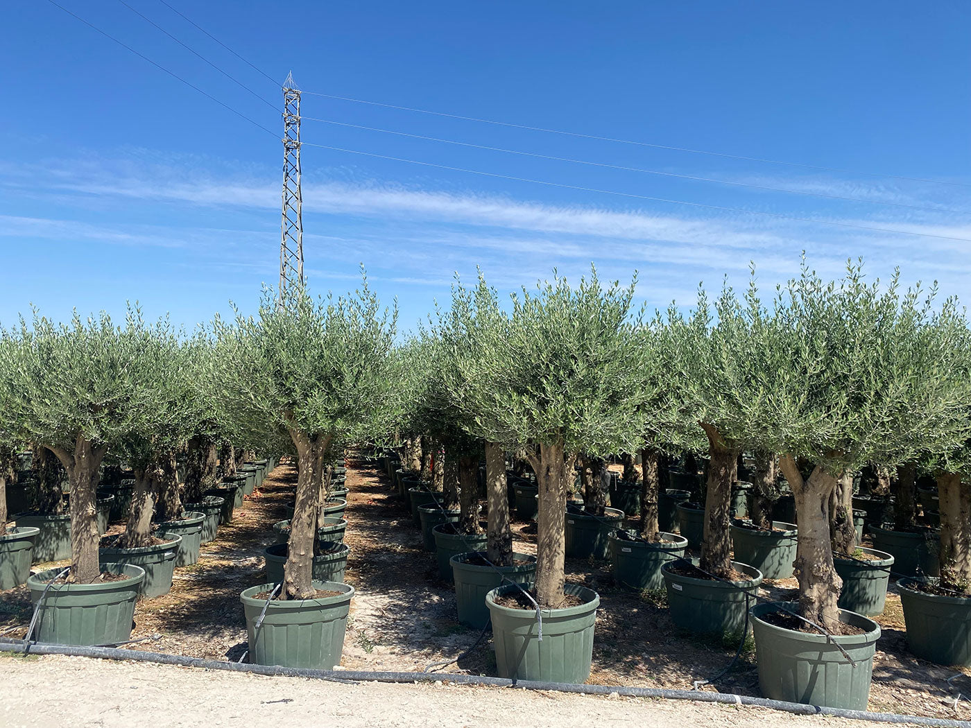 Olivier D'Europe - Olea Europaea Ramificado Green Pot - 55/75 - 150L