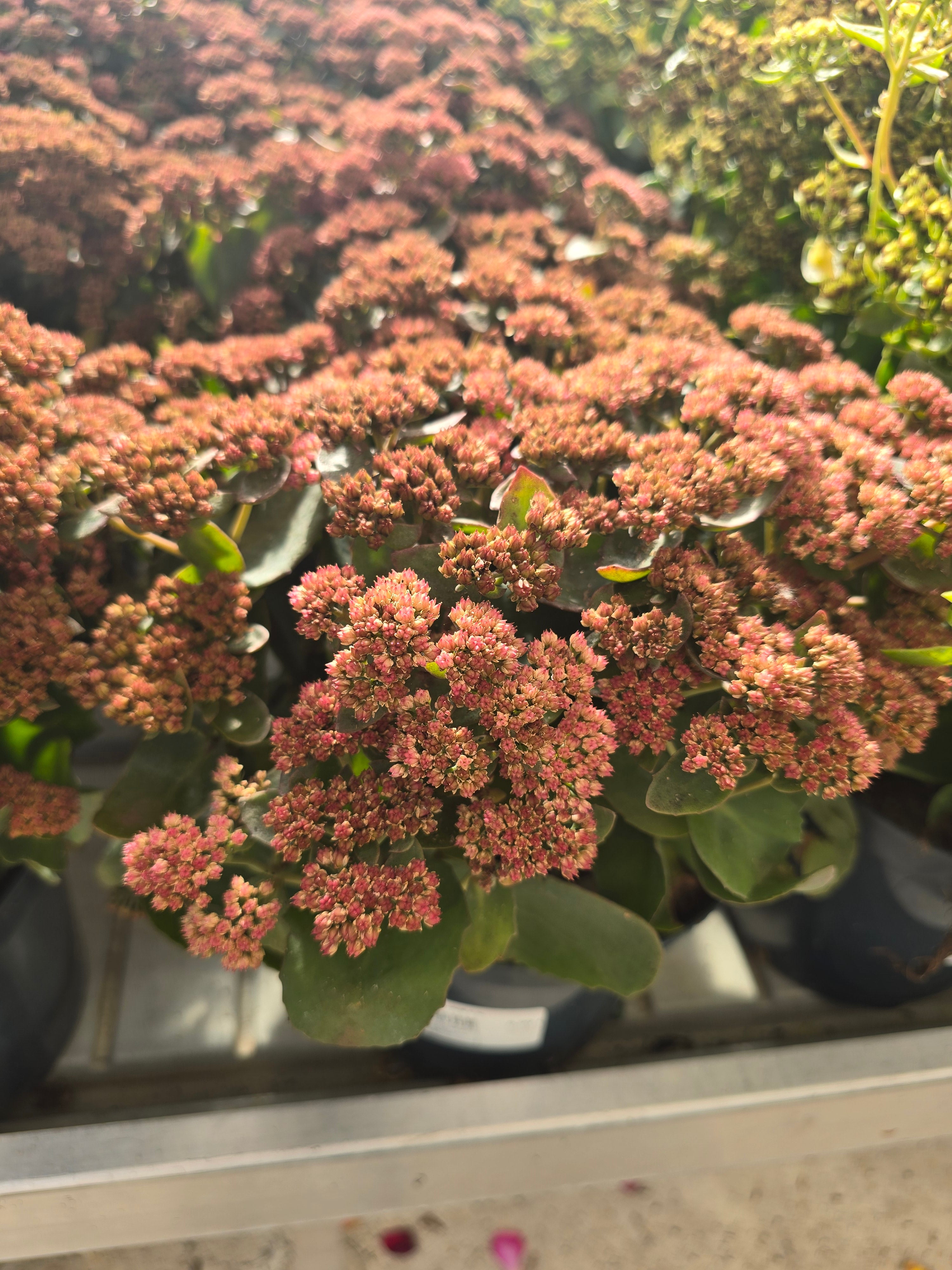 Sedum Coral Jade