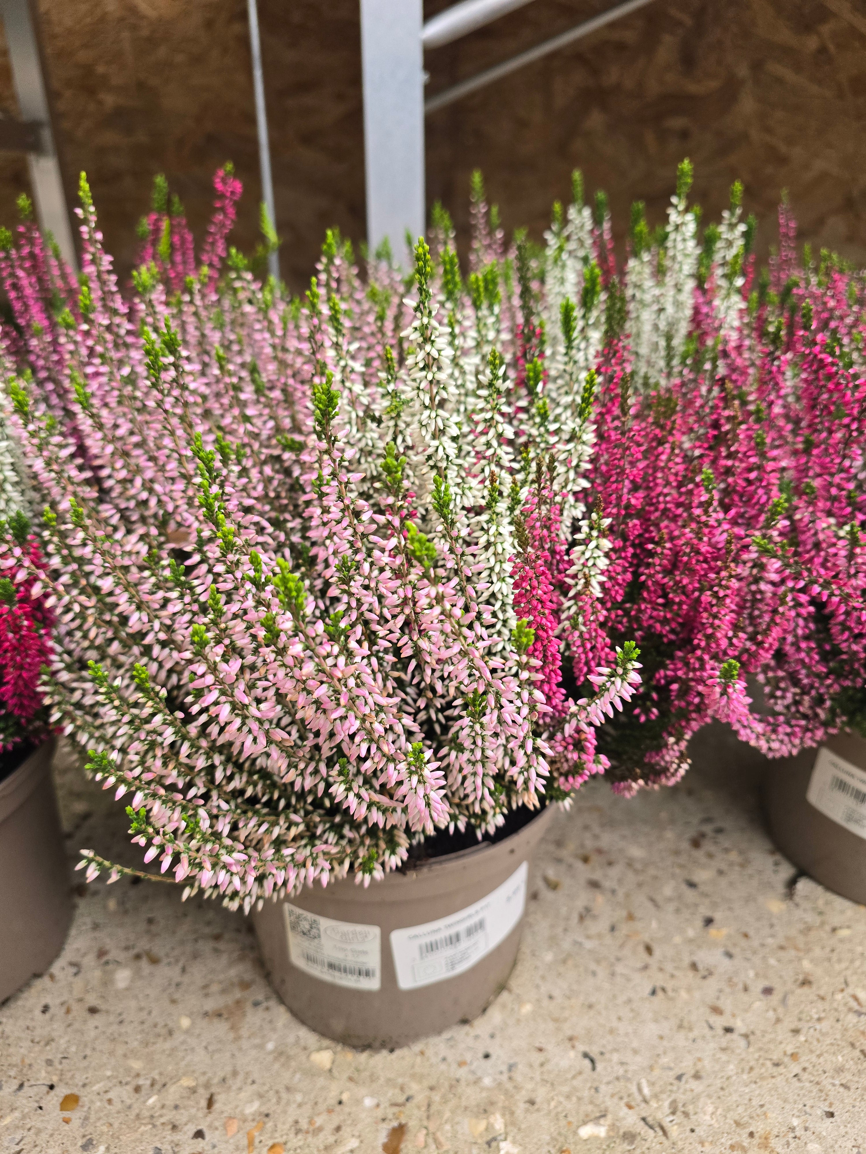 Calluna twingirls