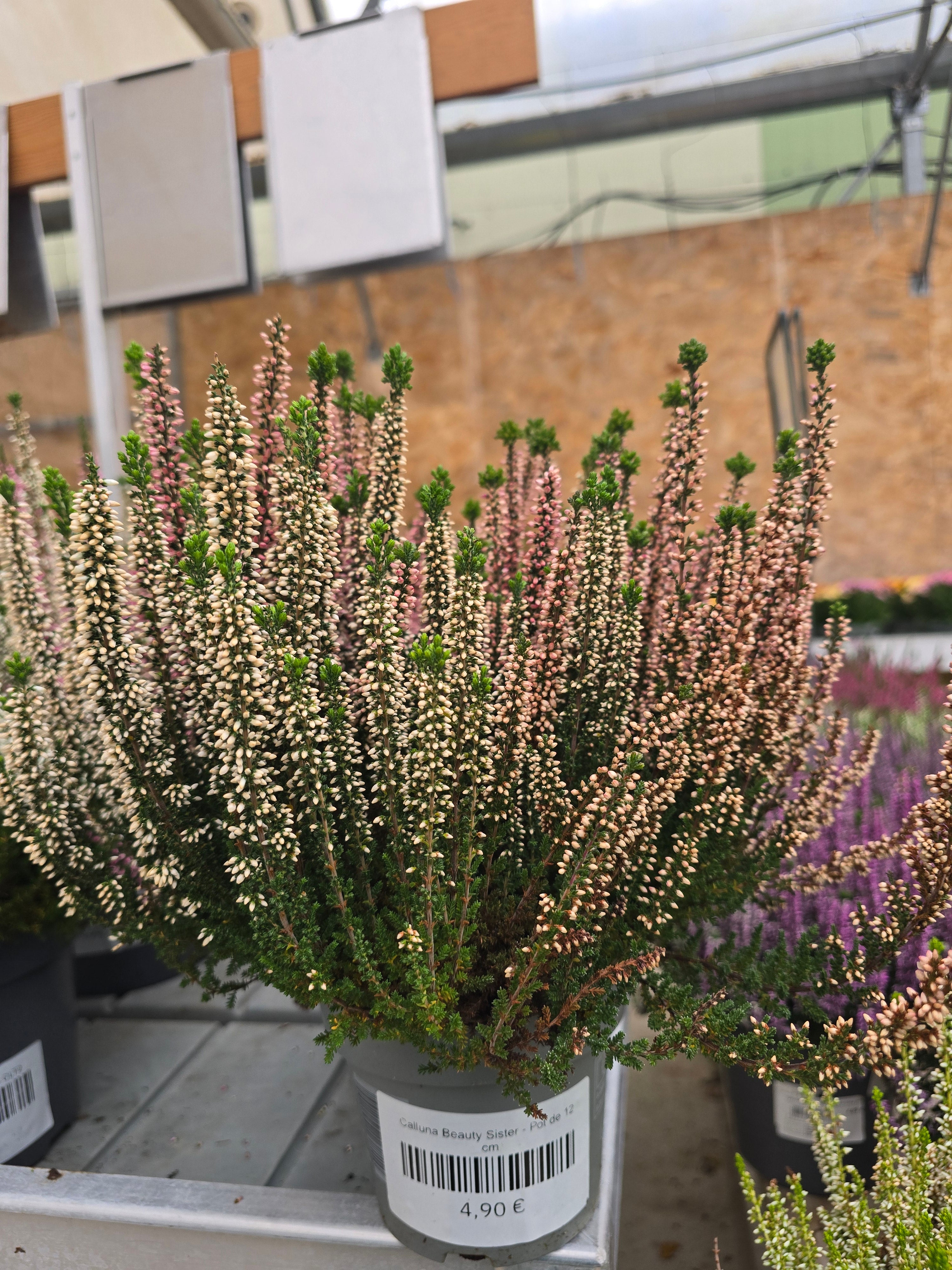 Calluna Beauty Sister