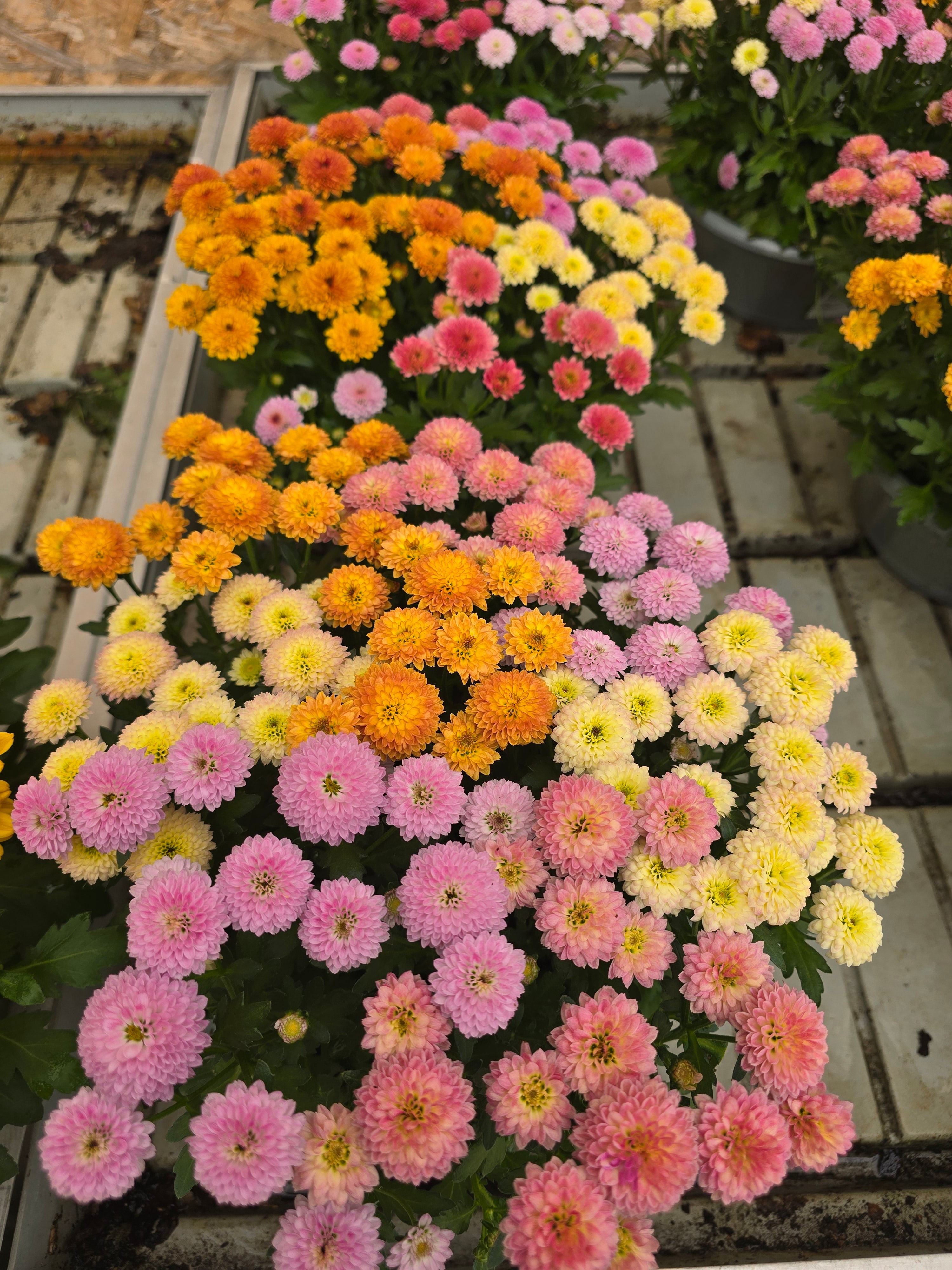 Chrysanthème Coupe 23cm