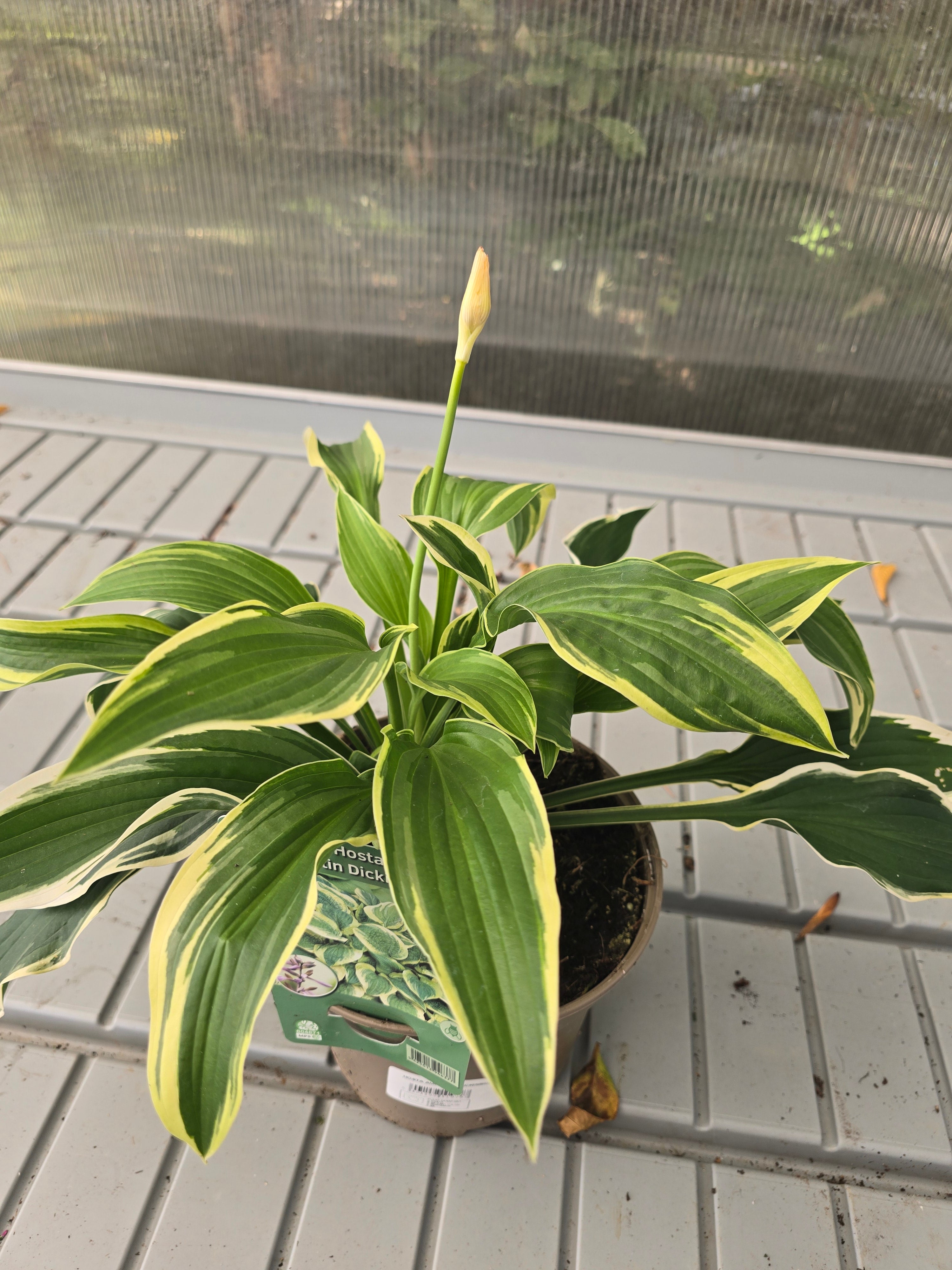 Hosta Augustin Dickinson