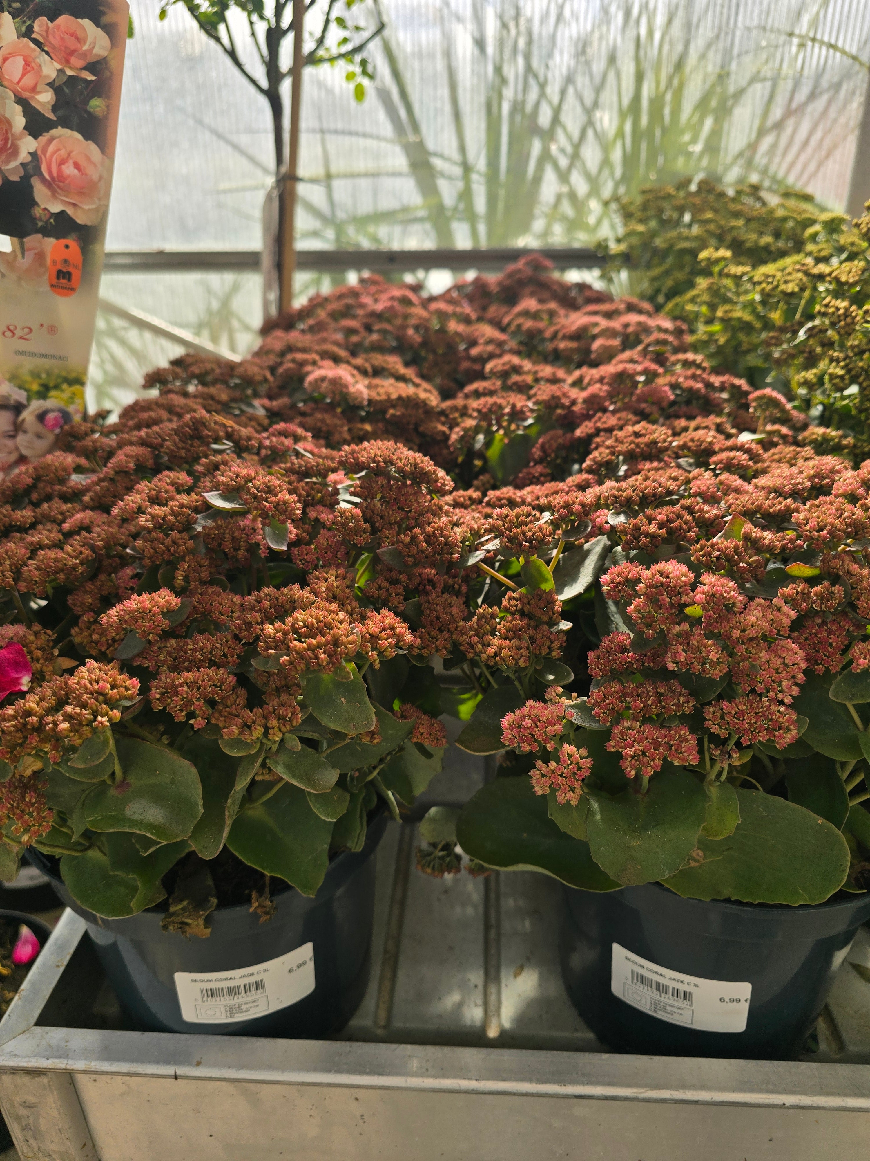 Sedum Coral Jade