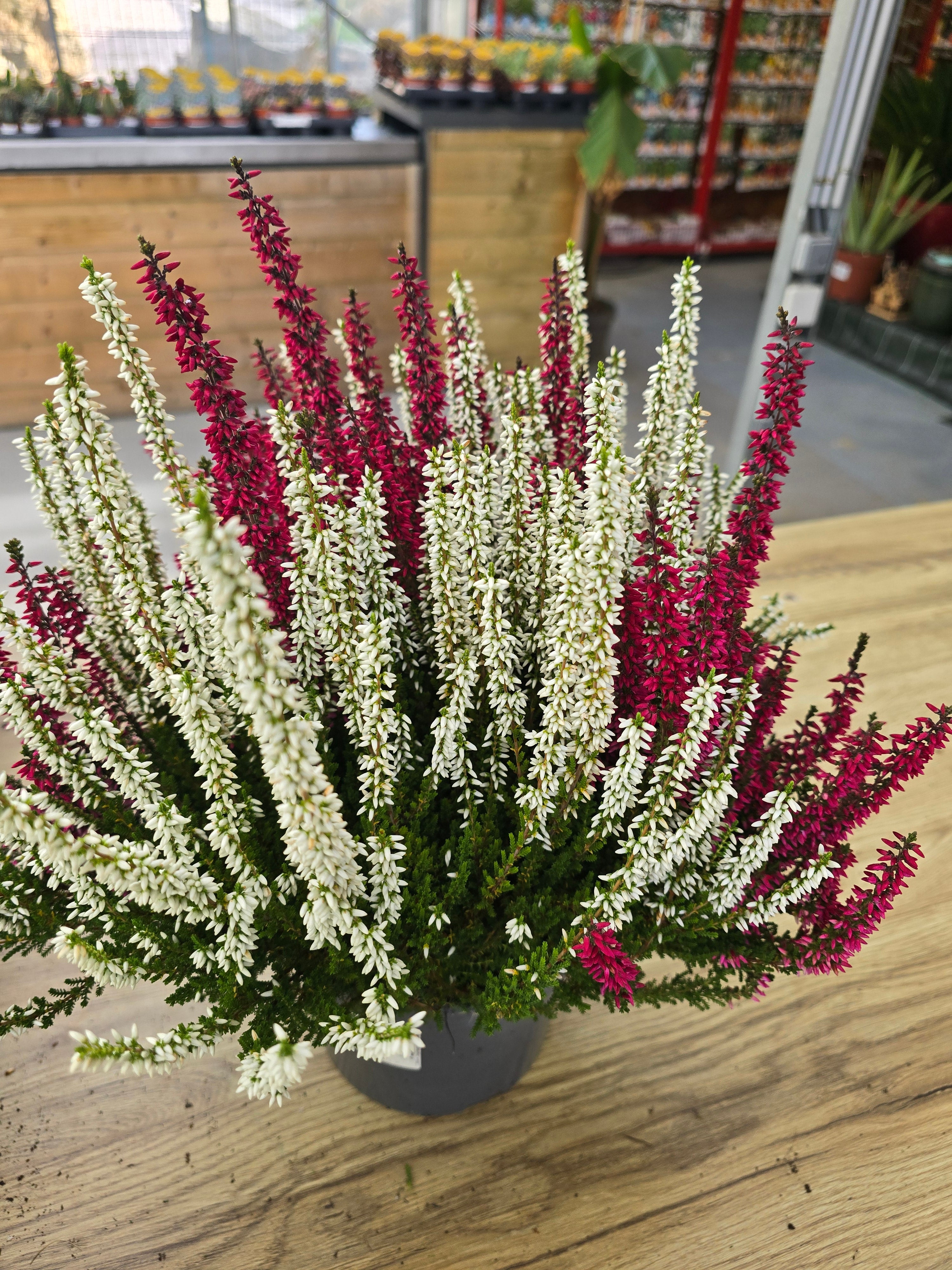 Calluna Beauty Sister