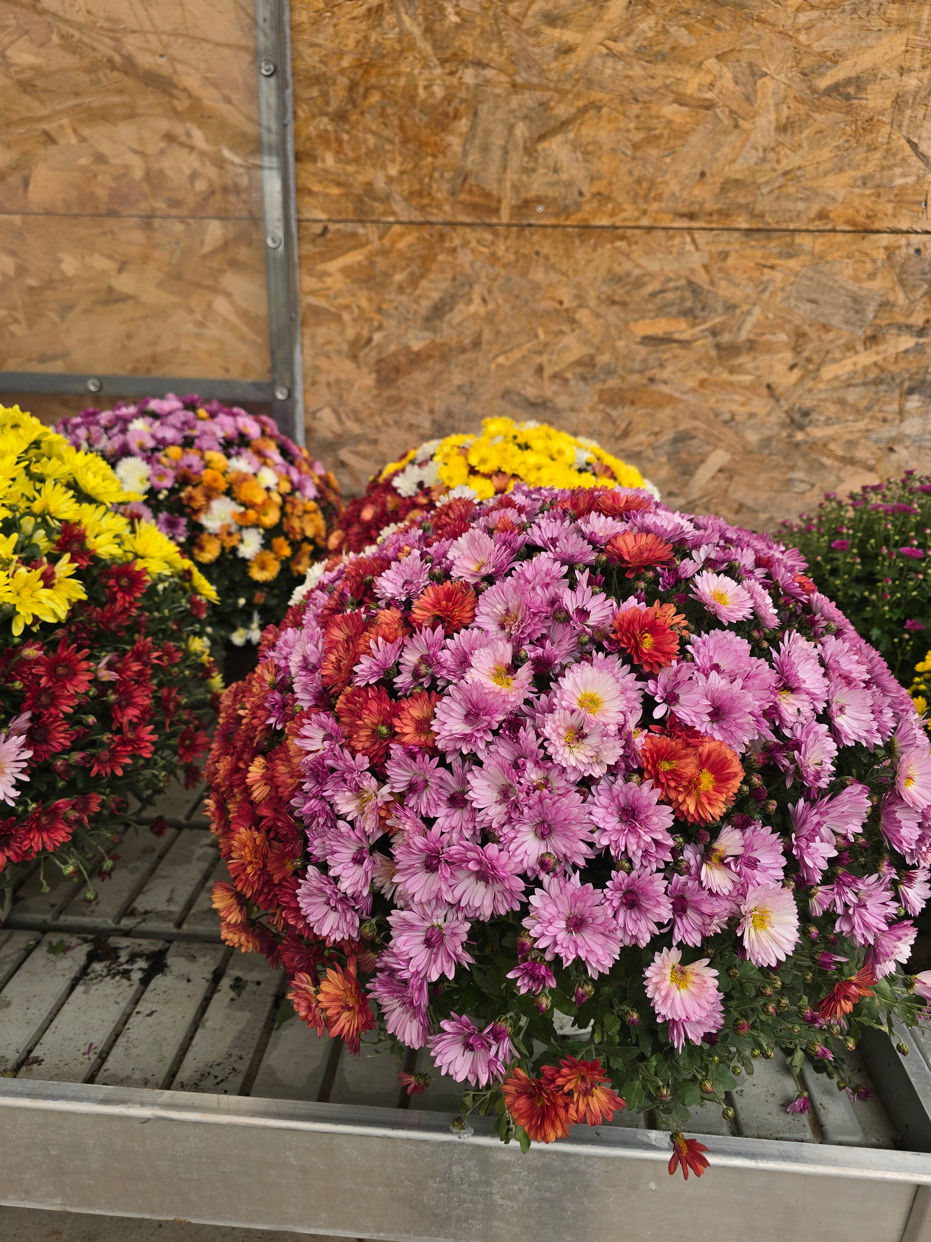 Chrysanthème multiflor