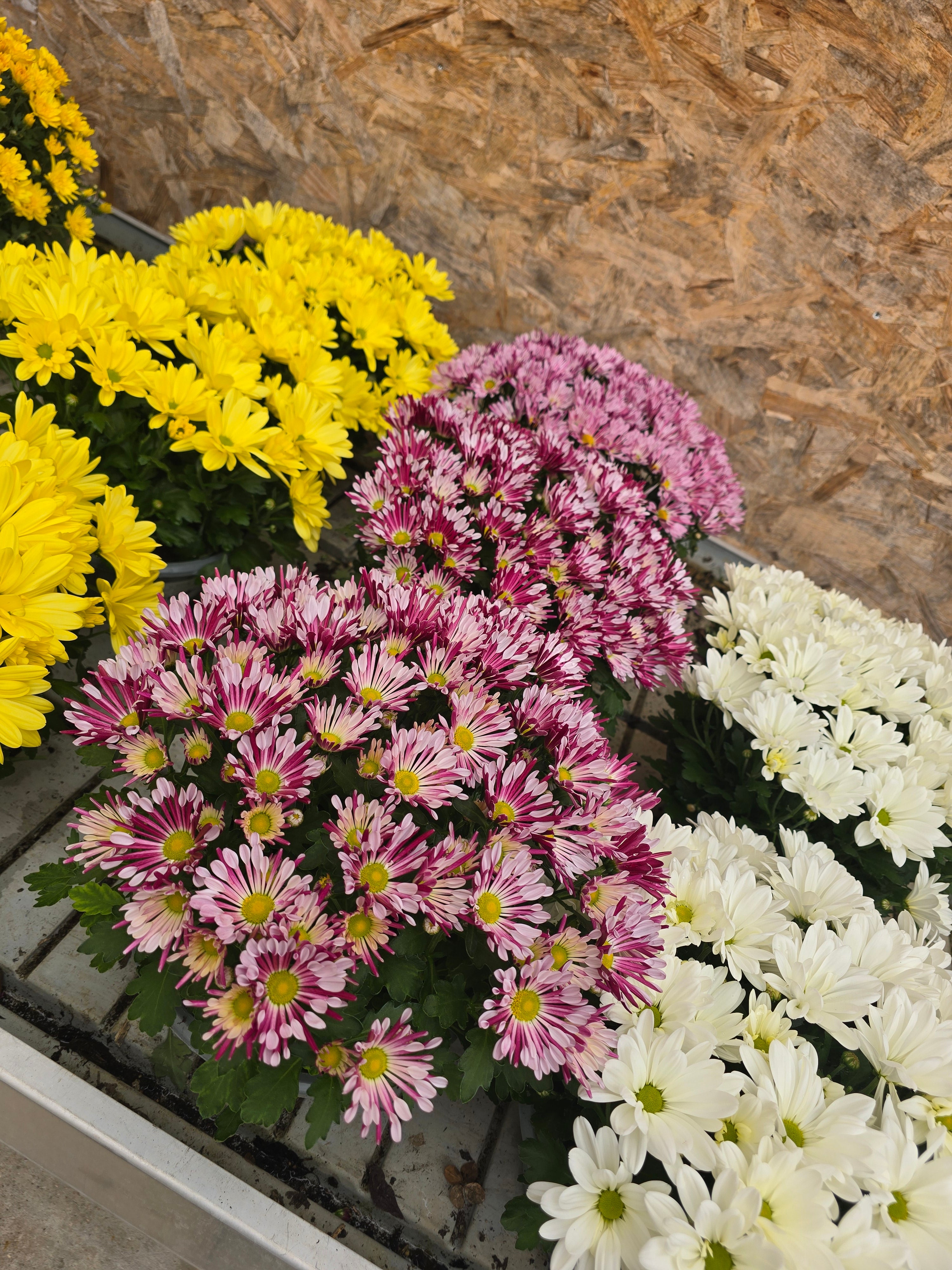 Chrysanthème multiflor Coupe 23cm