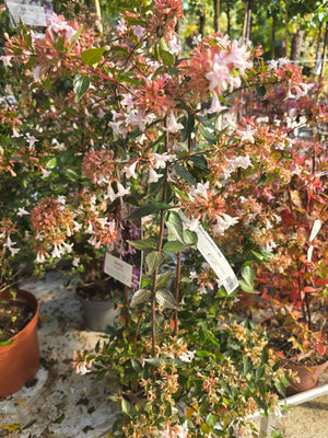 Pot de 3L - Hauteur 30/40cm