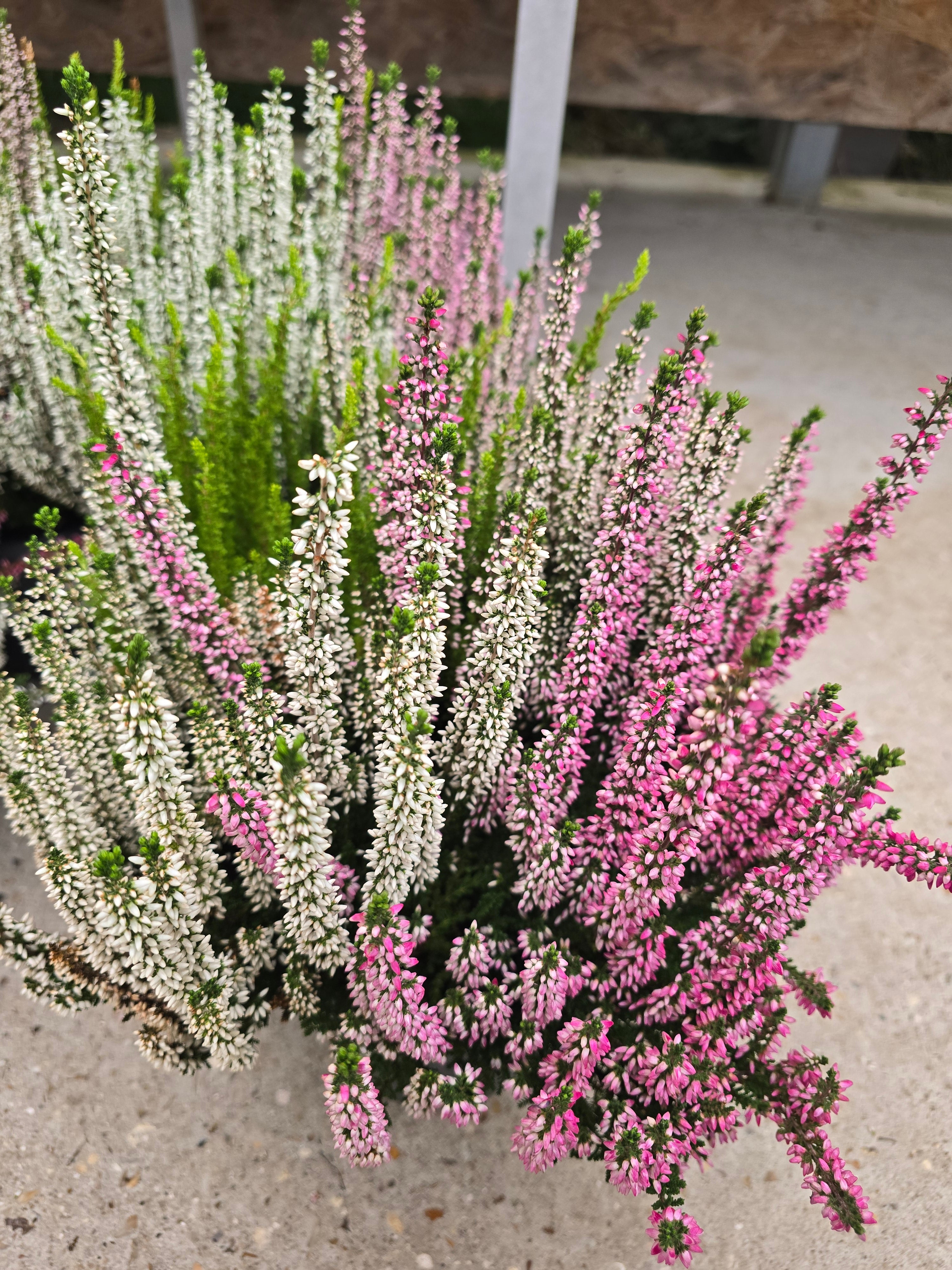 Calluna Beauty Ladies Quatro