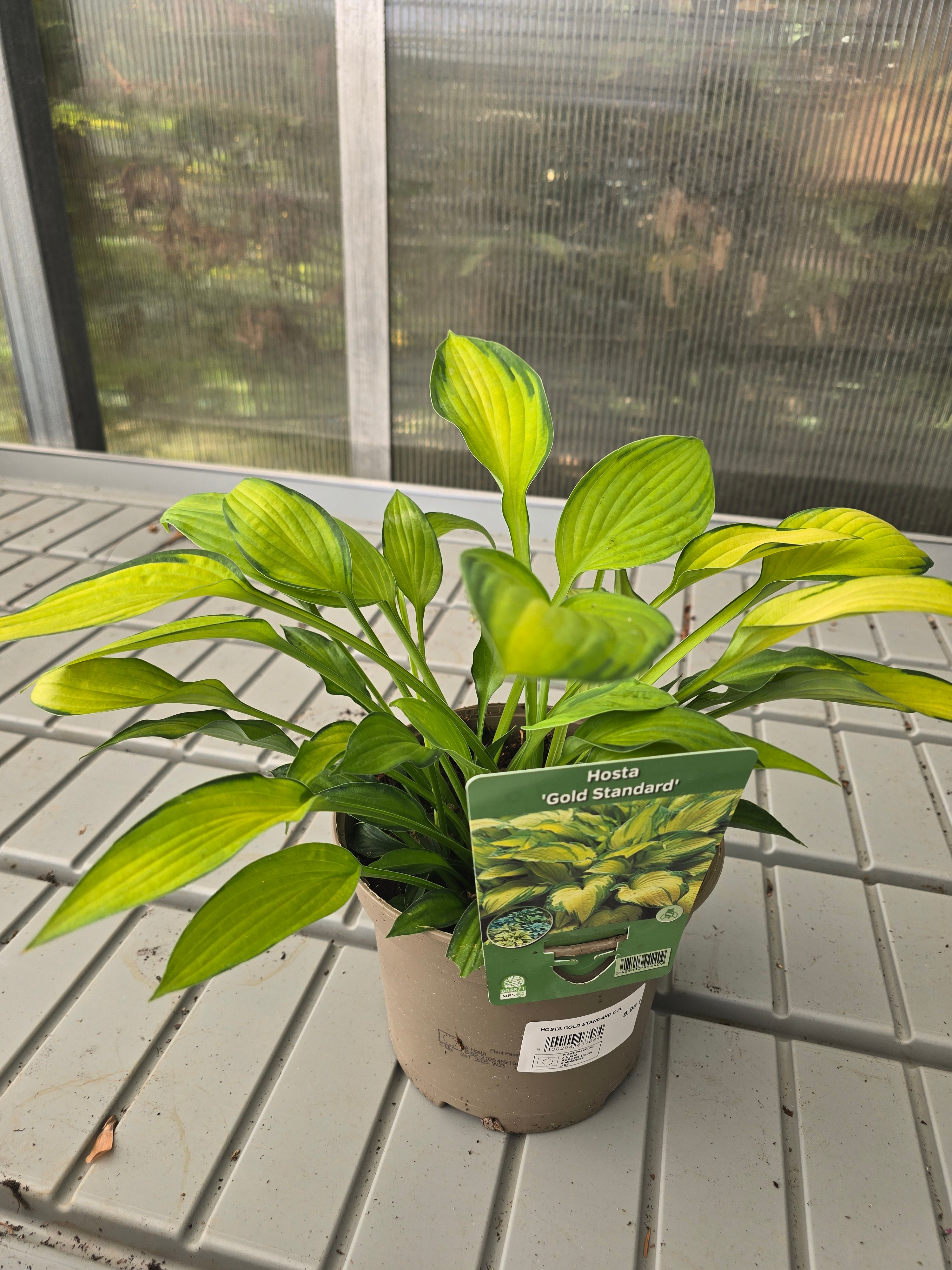 Hosta Gold Standard