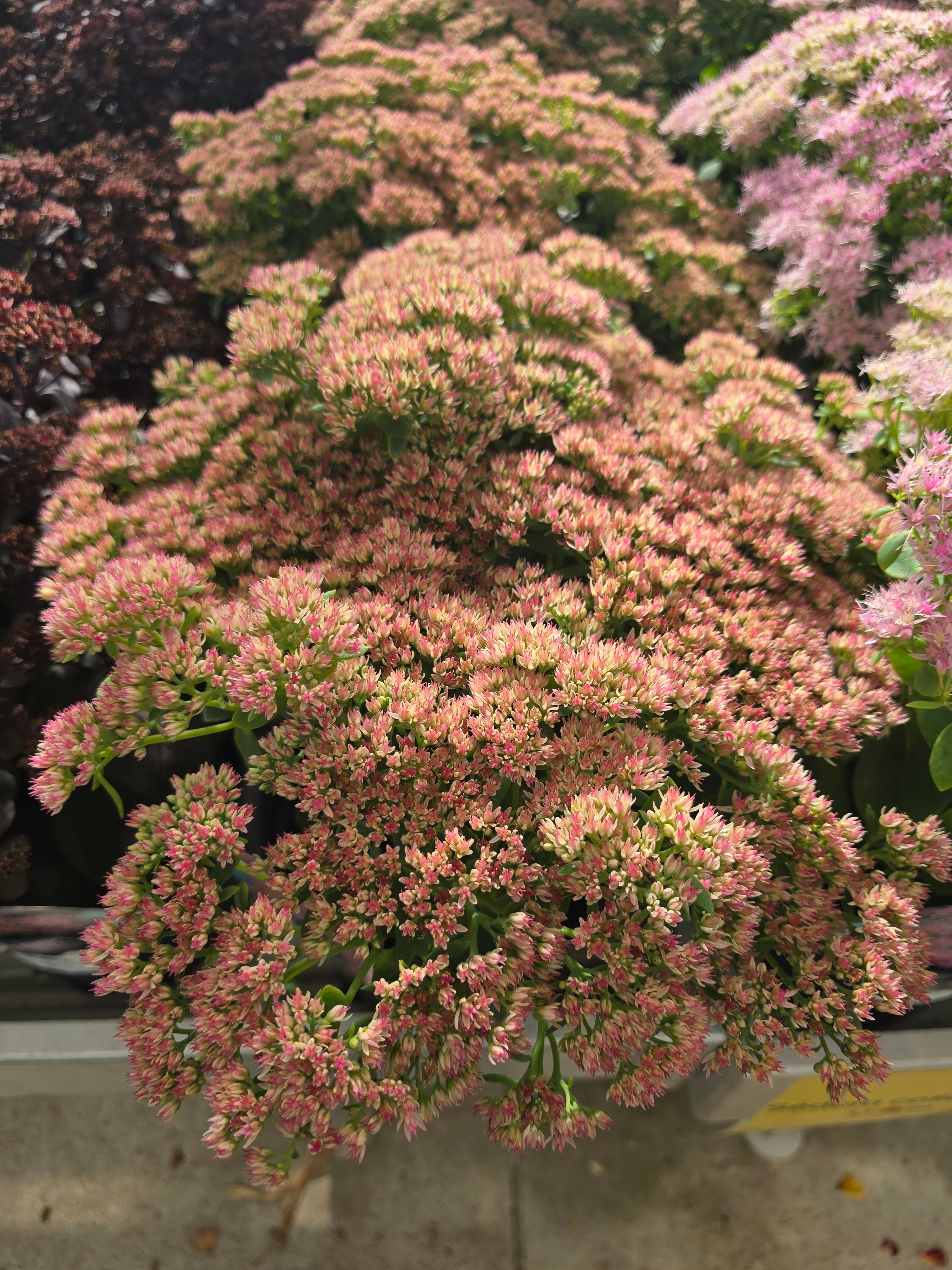 Sedum Red Sparkle