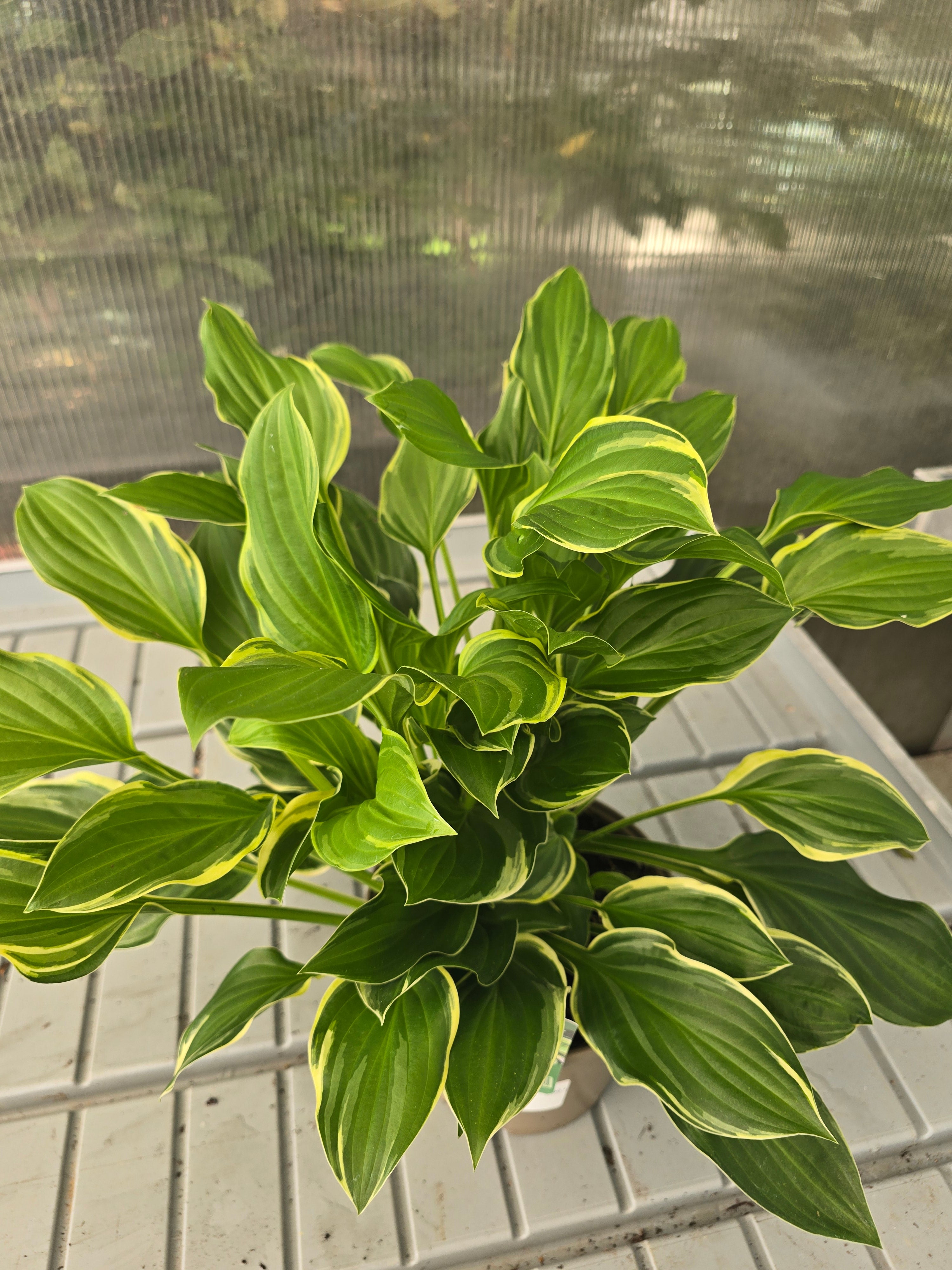Hosta Golden Tiara