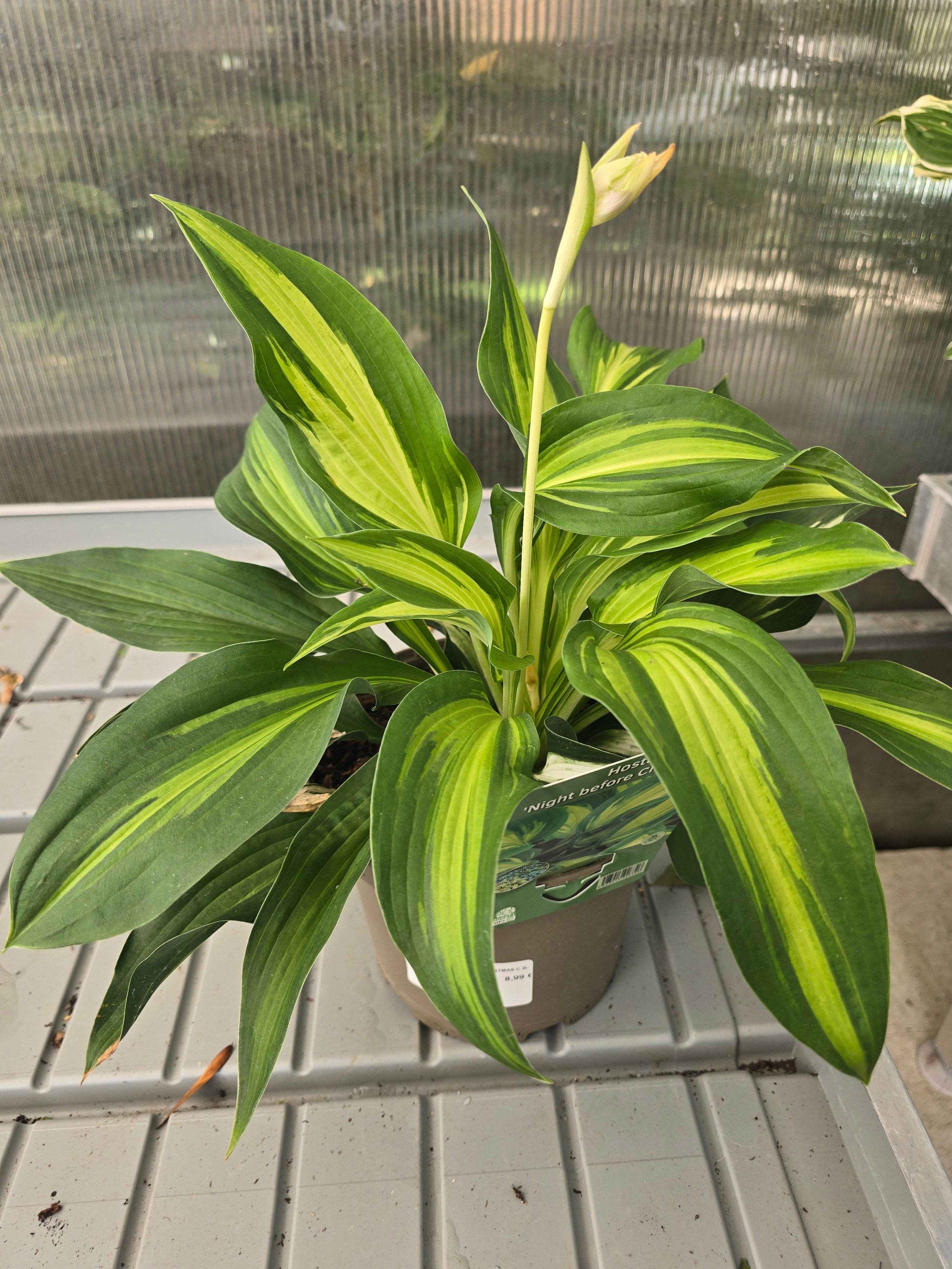 Hosta night before Christmas