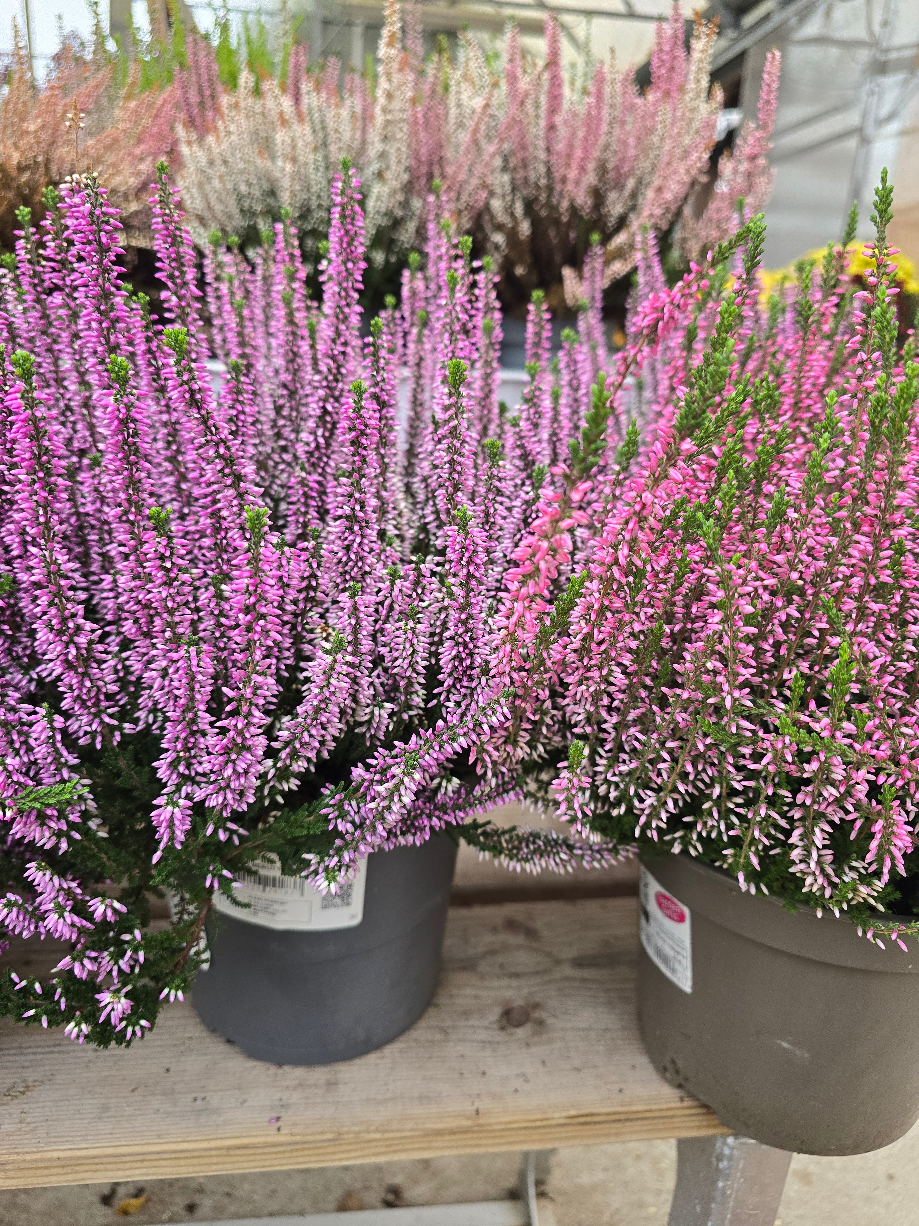 Calluna Vulgaris Garden Girls