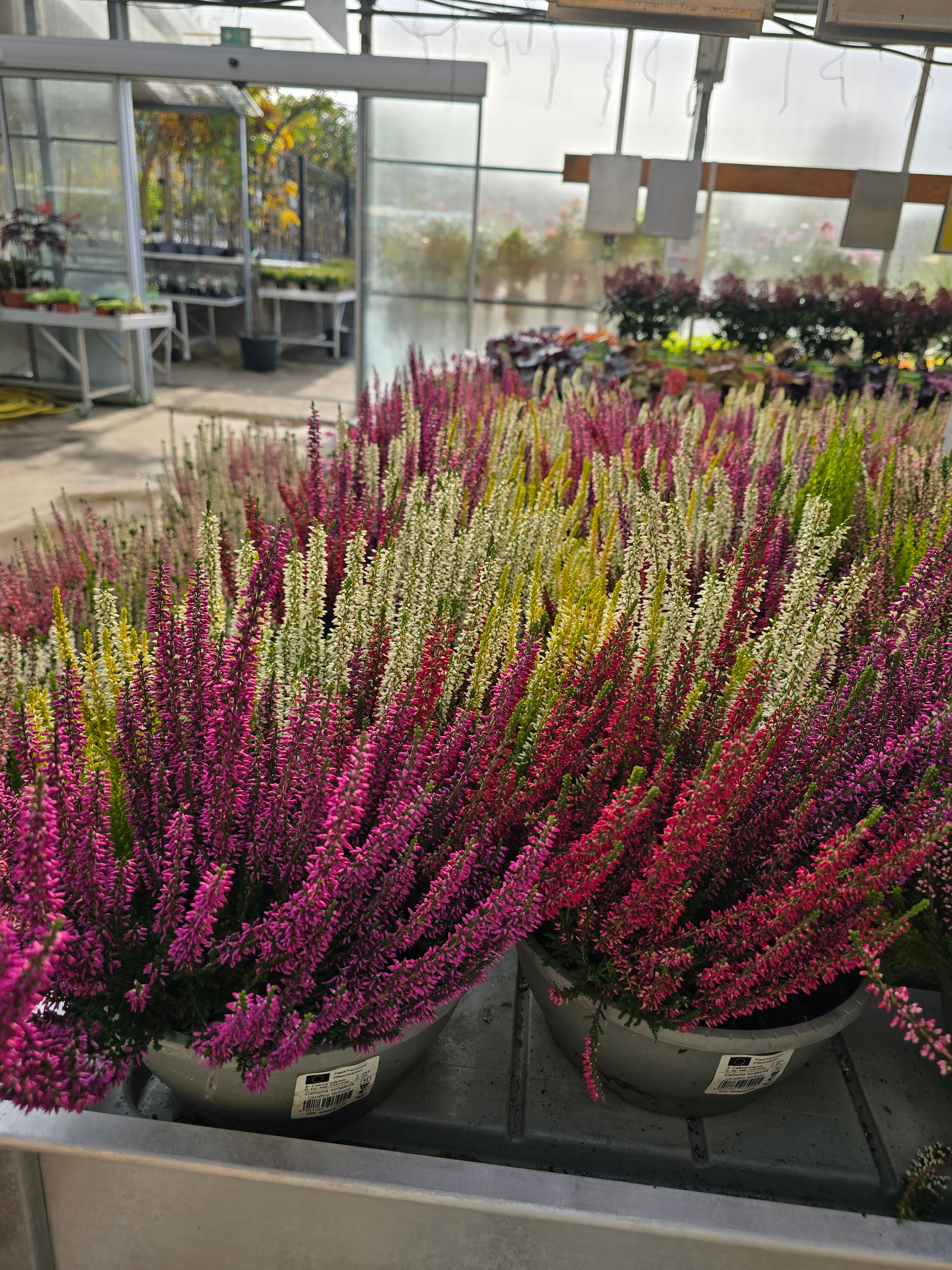 Calluna Beauty Ladies Quatro