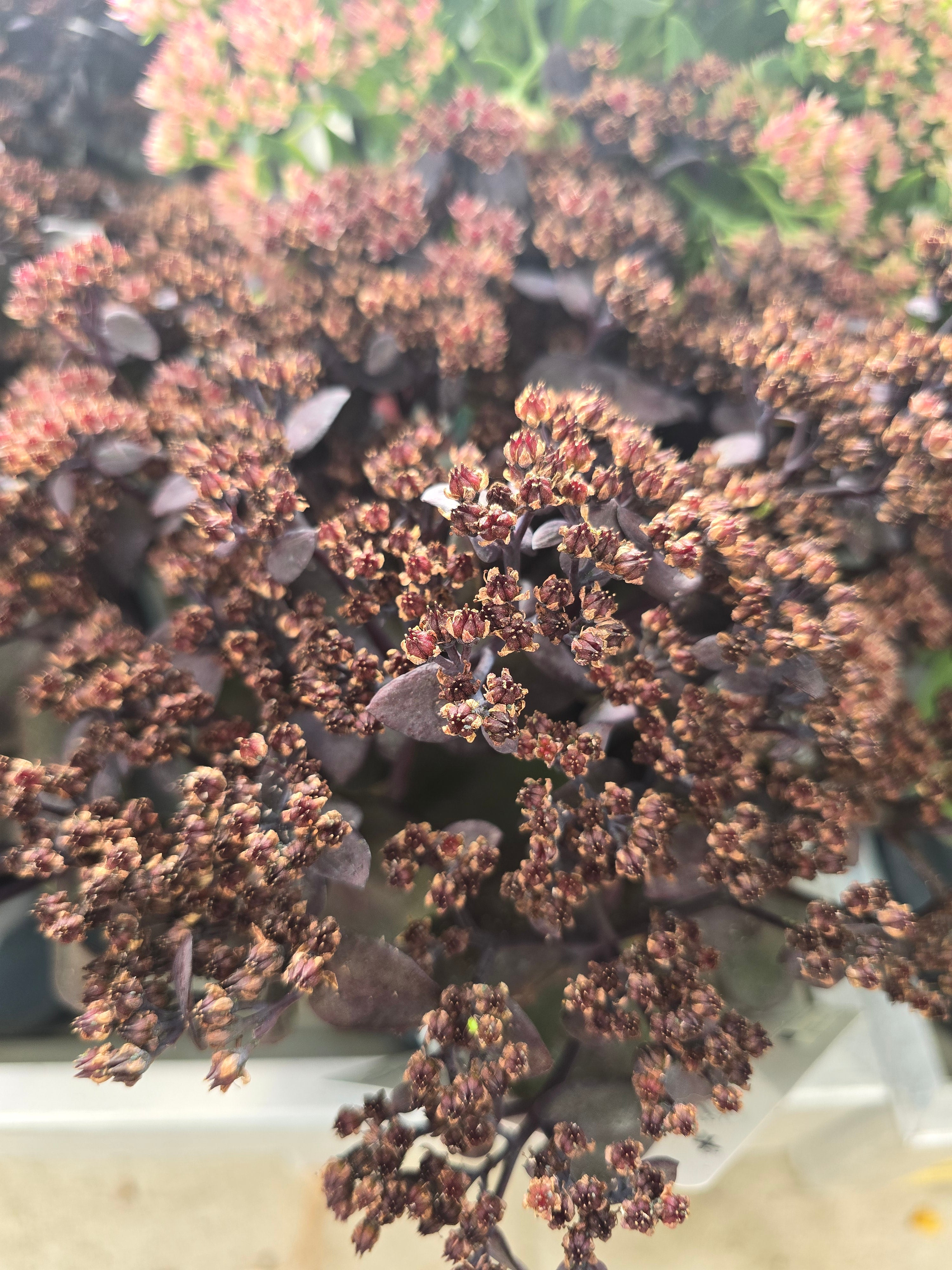 Sedum Black'n black