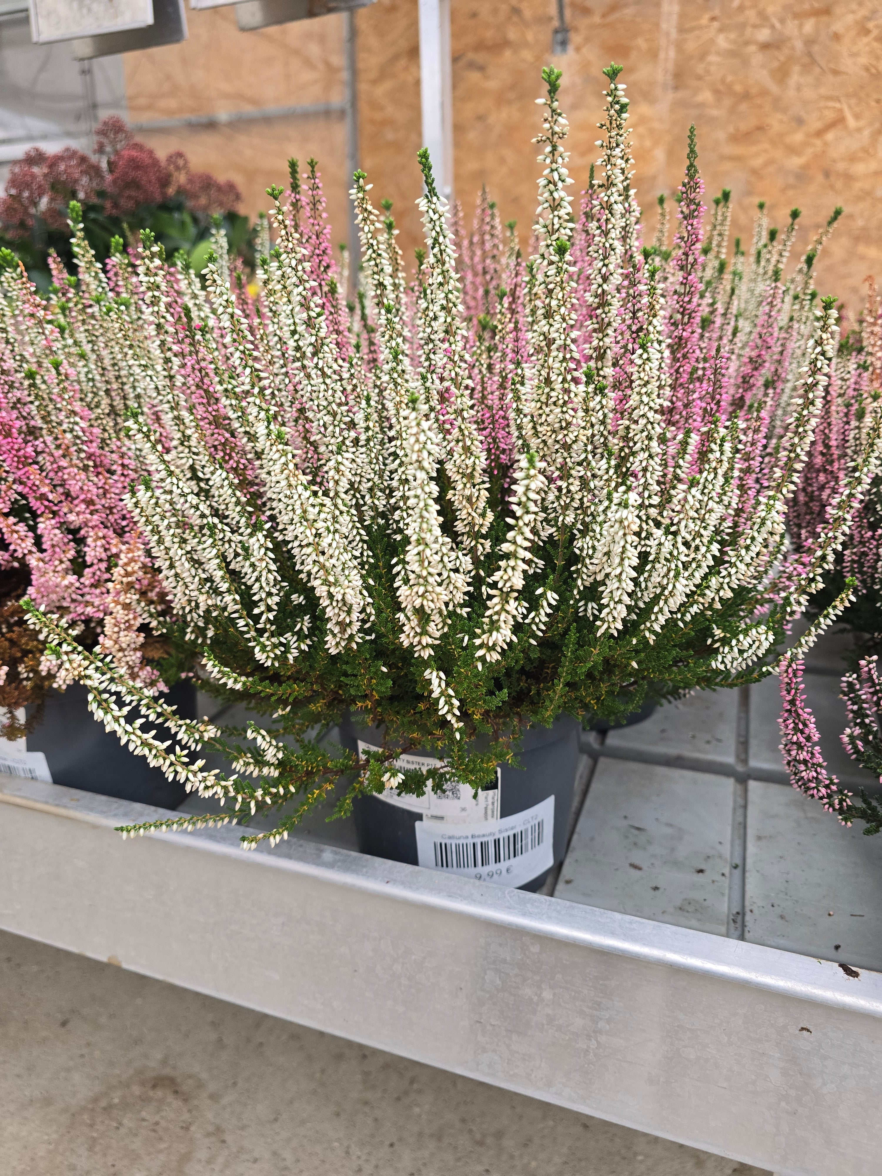 Calluna Beauty Sister
