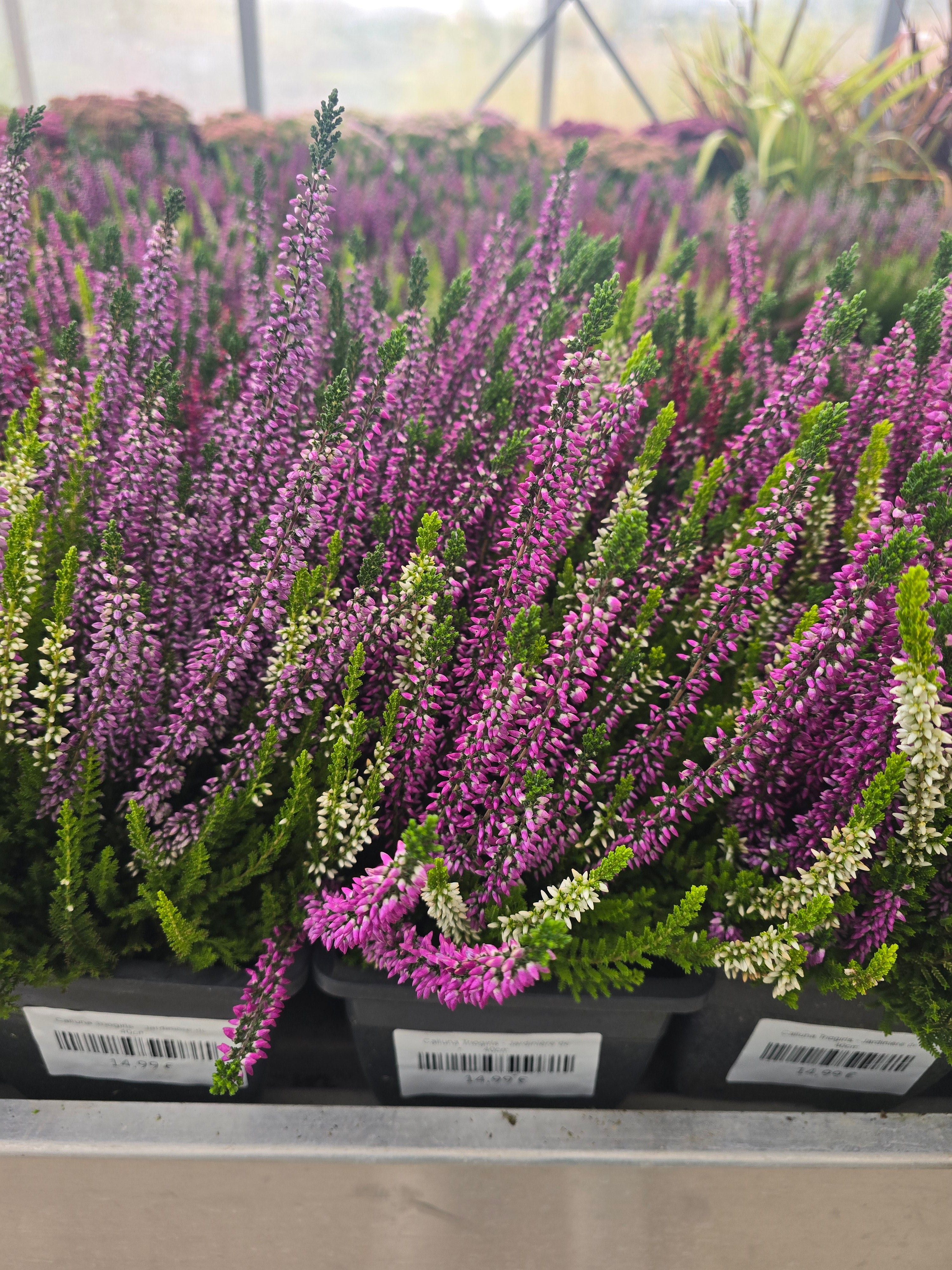Calluna Triogirls jardinière