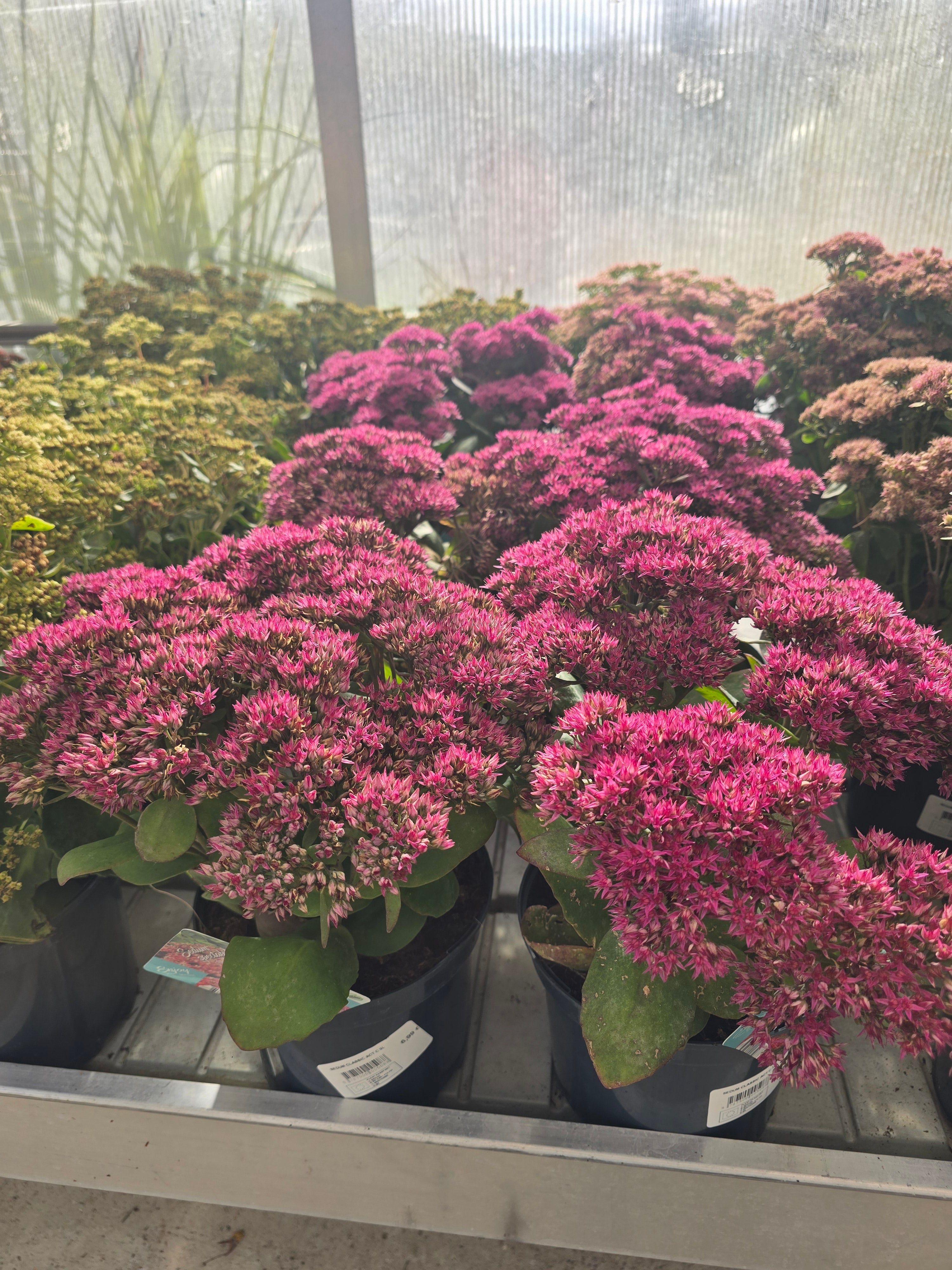 Sedum Classic