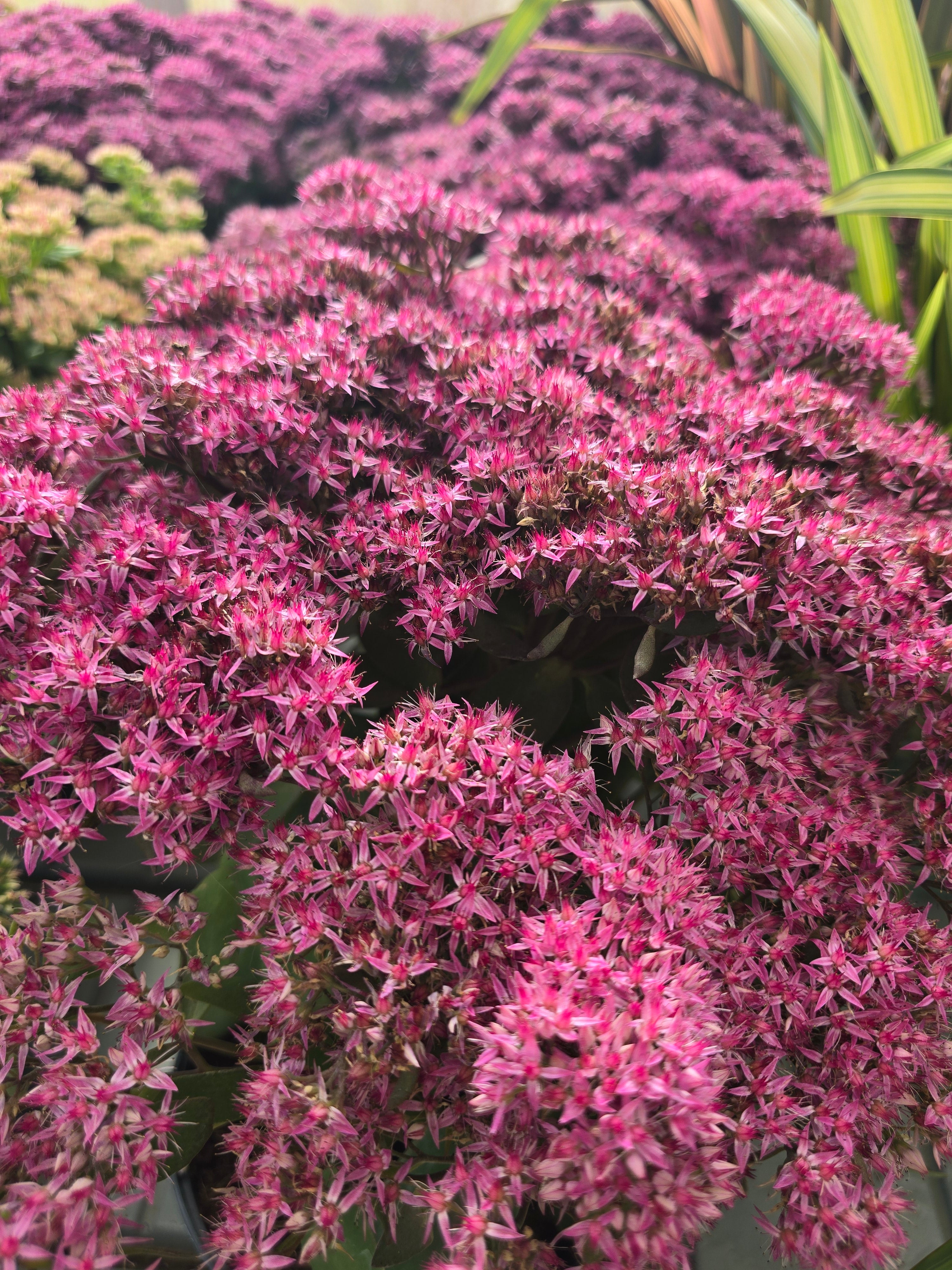 Sedum Mr Goodbud