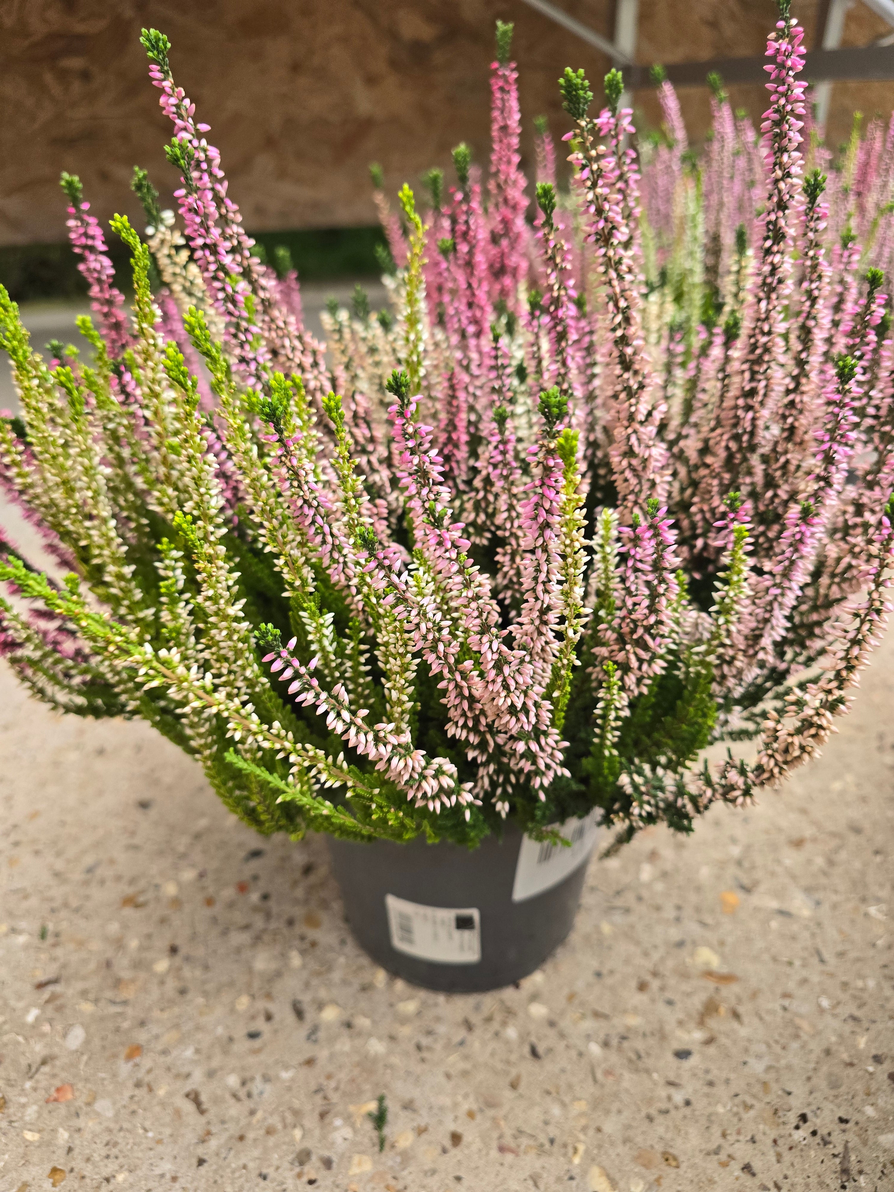 Calluna Beauty Ladies Tricolor