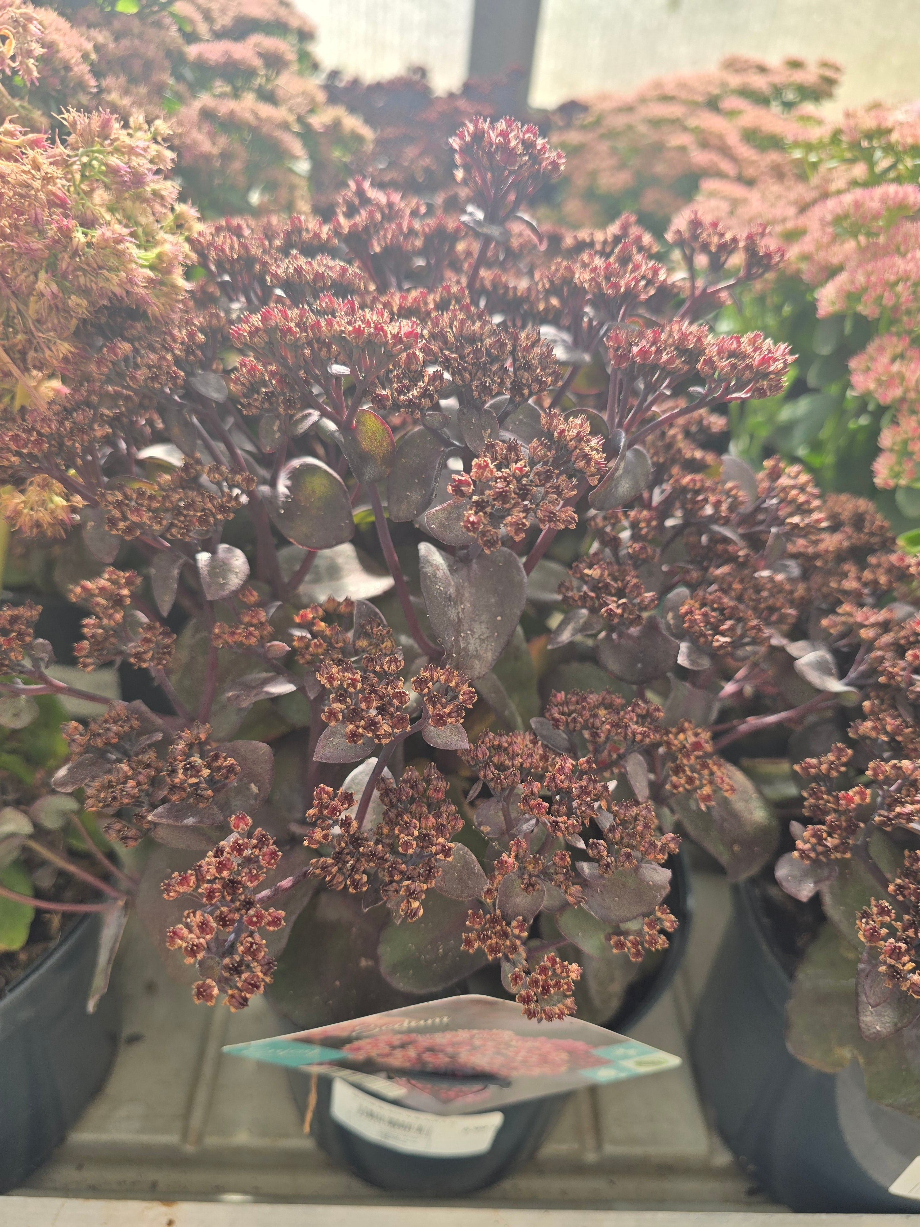 Sedum Black'n black
