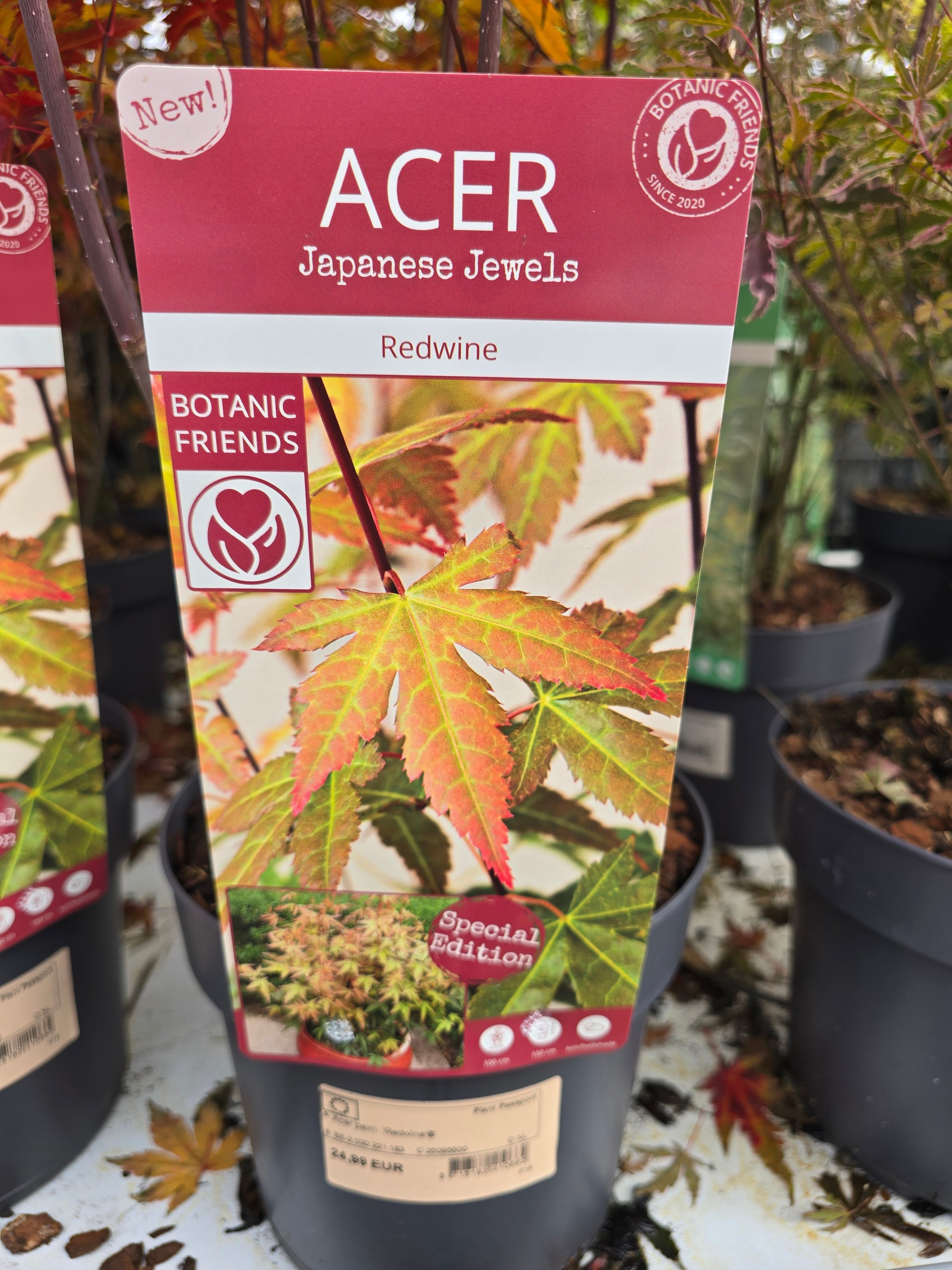 Erable du japon 'Redwine' - Acer Japanese Jewels 'Redwine'