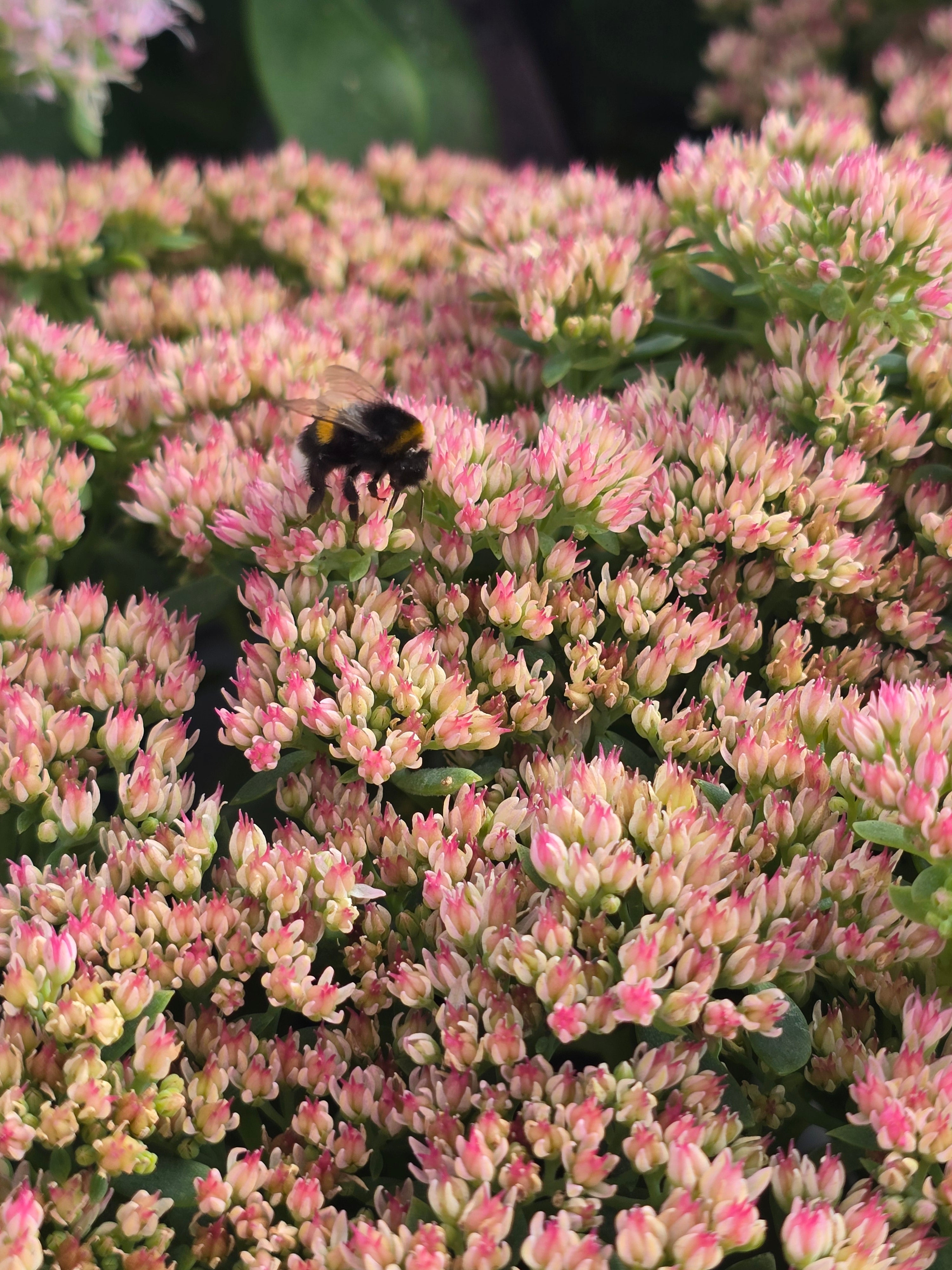 Sedum Telephium Autumn Joy
