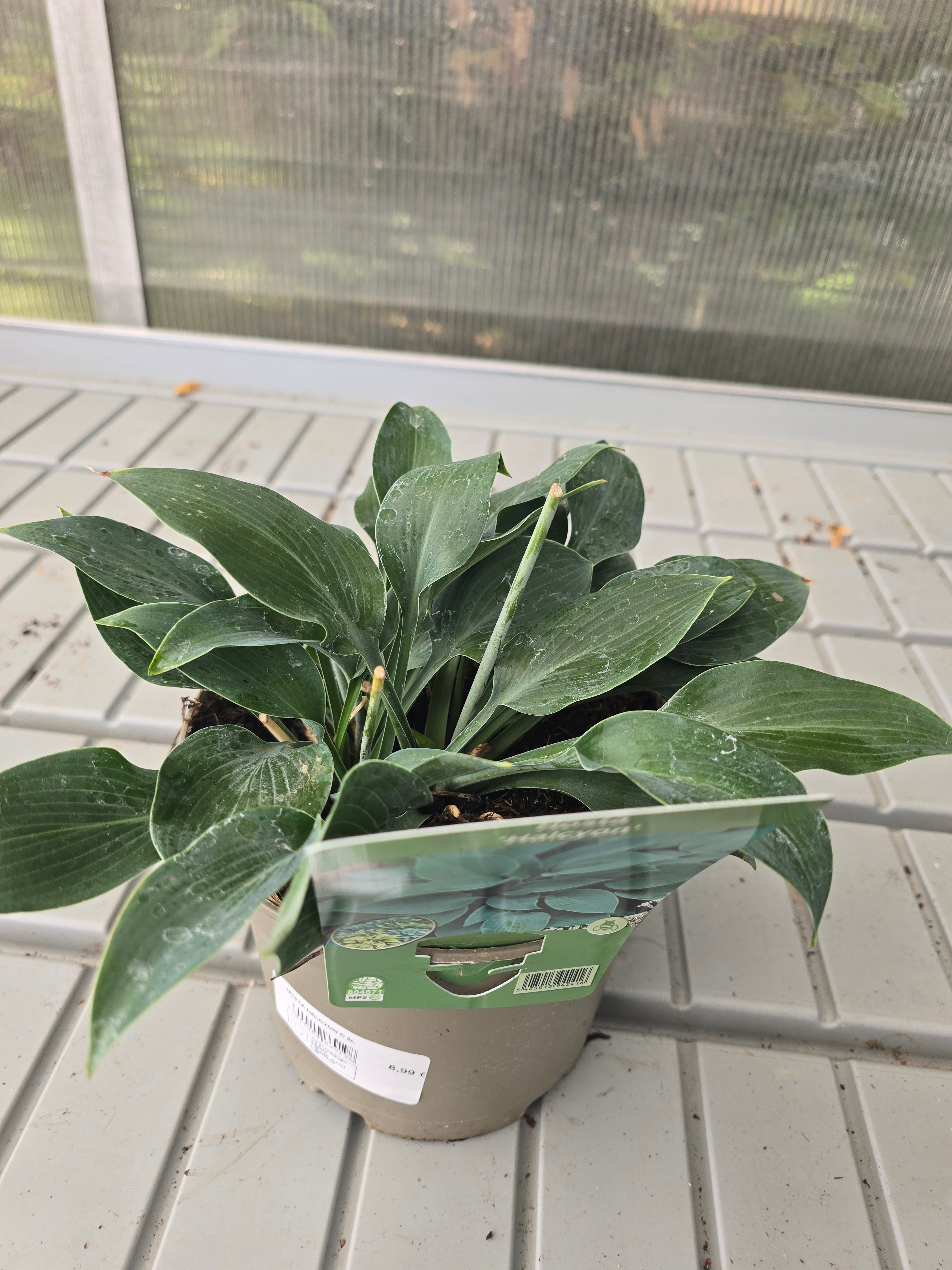 Hosta Halcyon