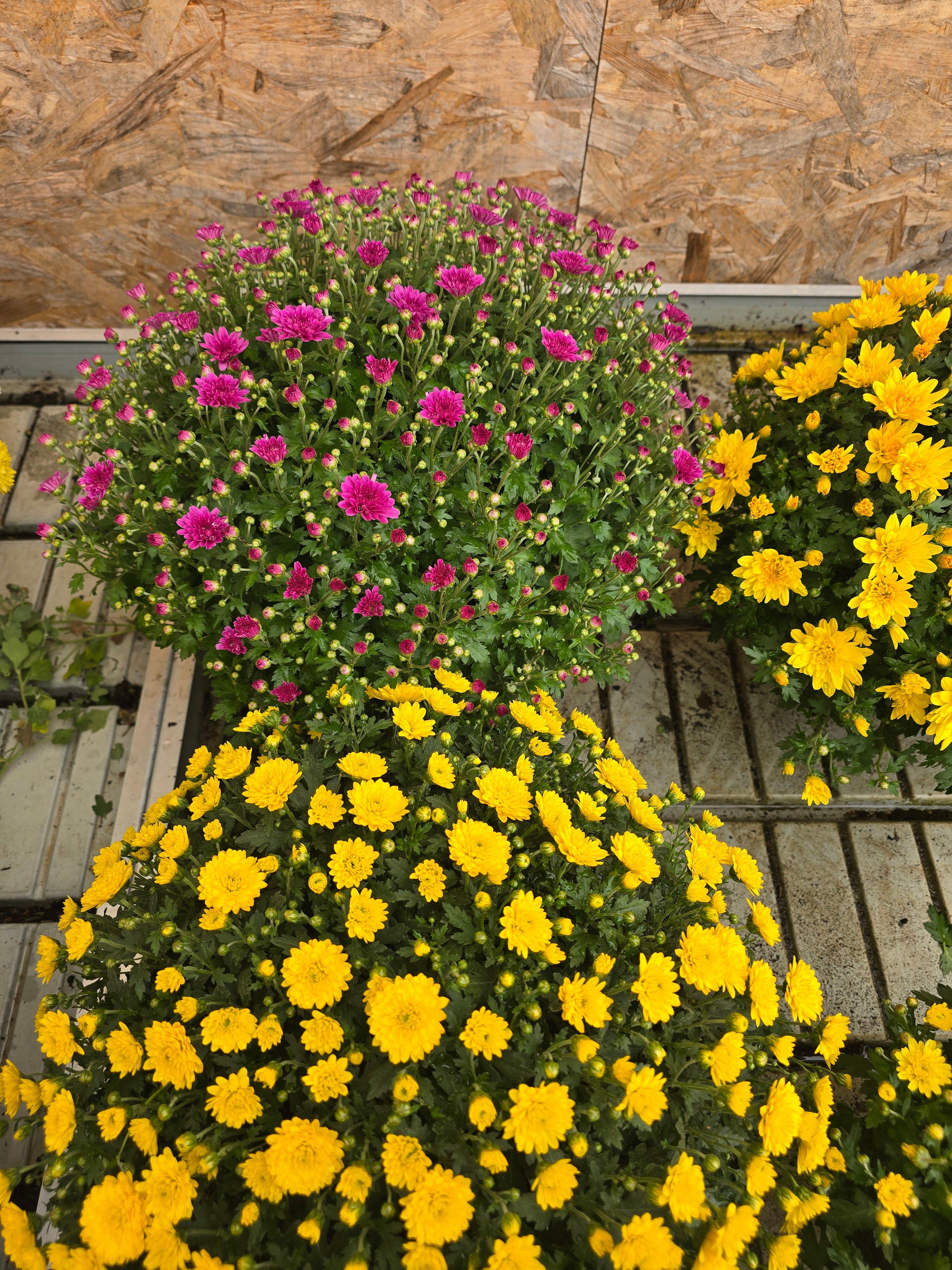 Chrysanthème Mix