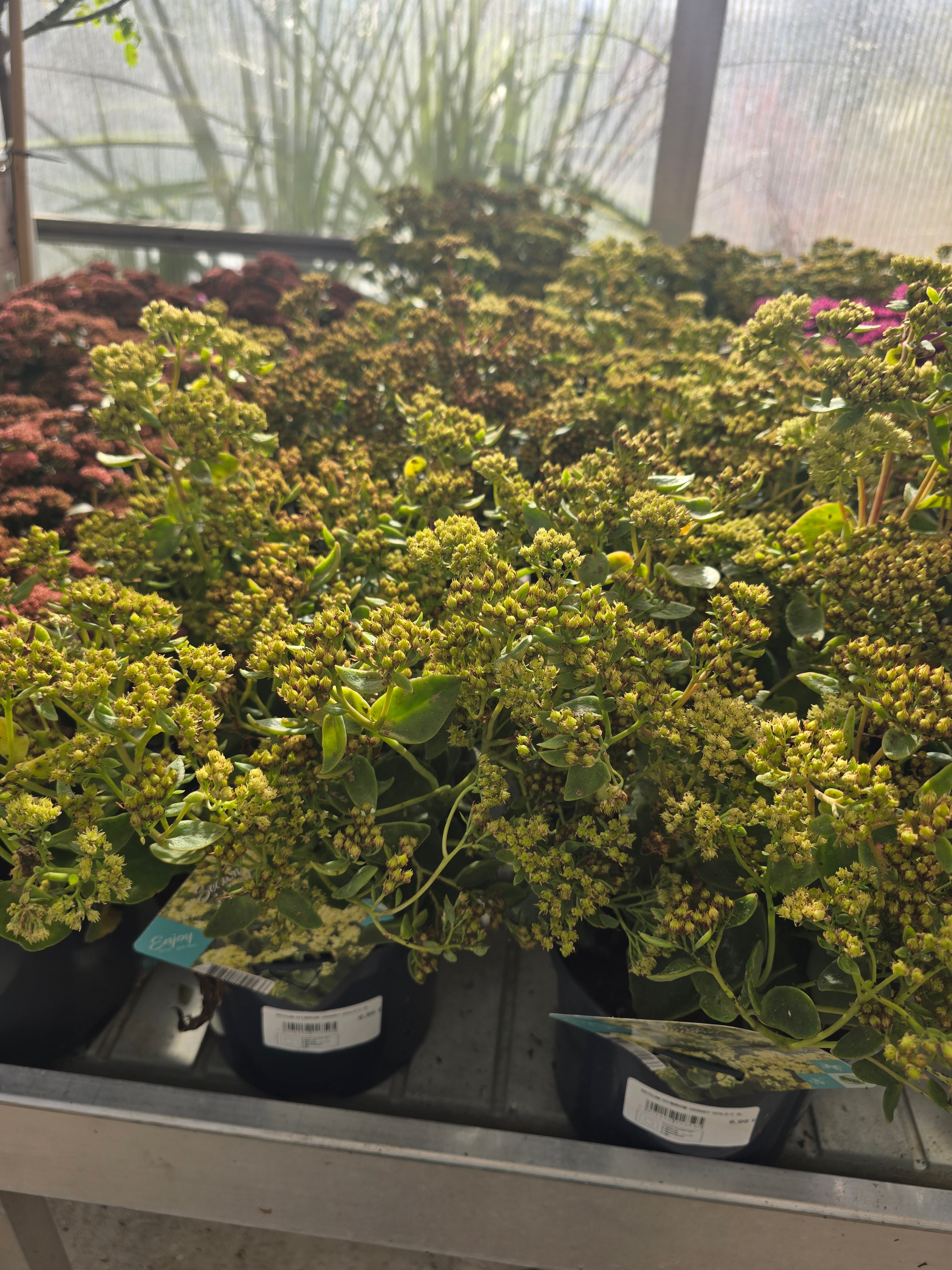Sedum Hybride Honey Gold