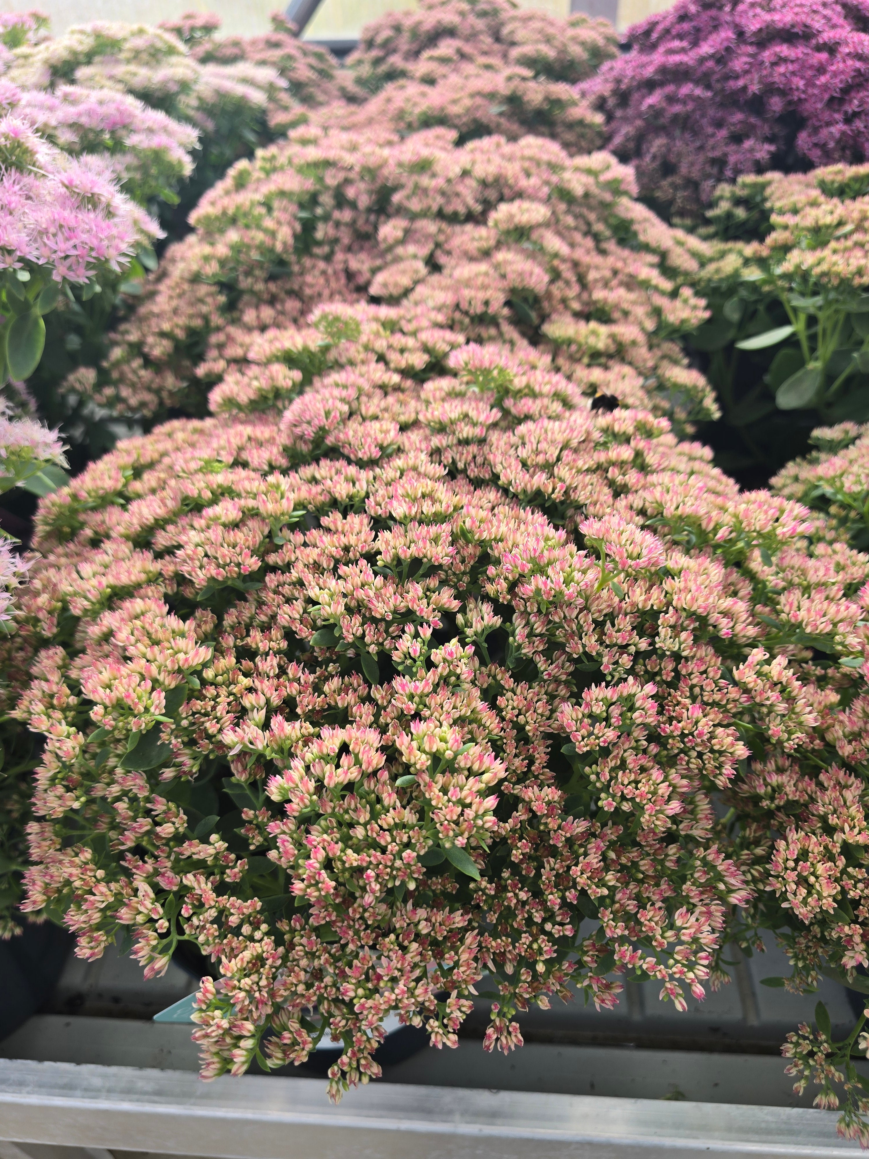 Sedum Telephium Autumn Joy