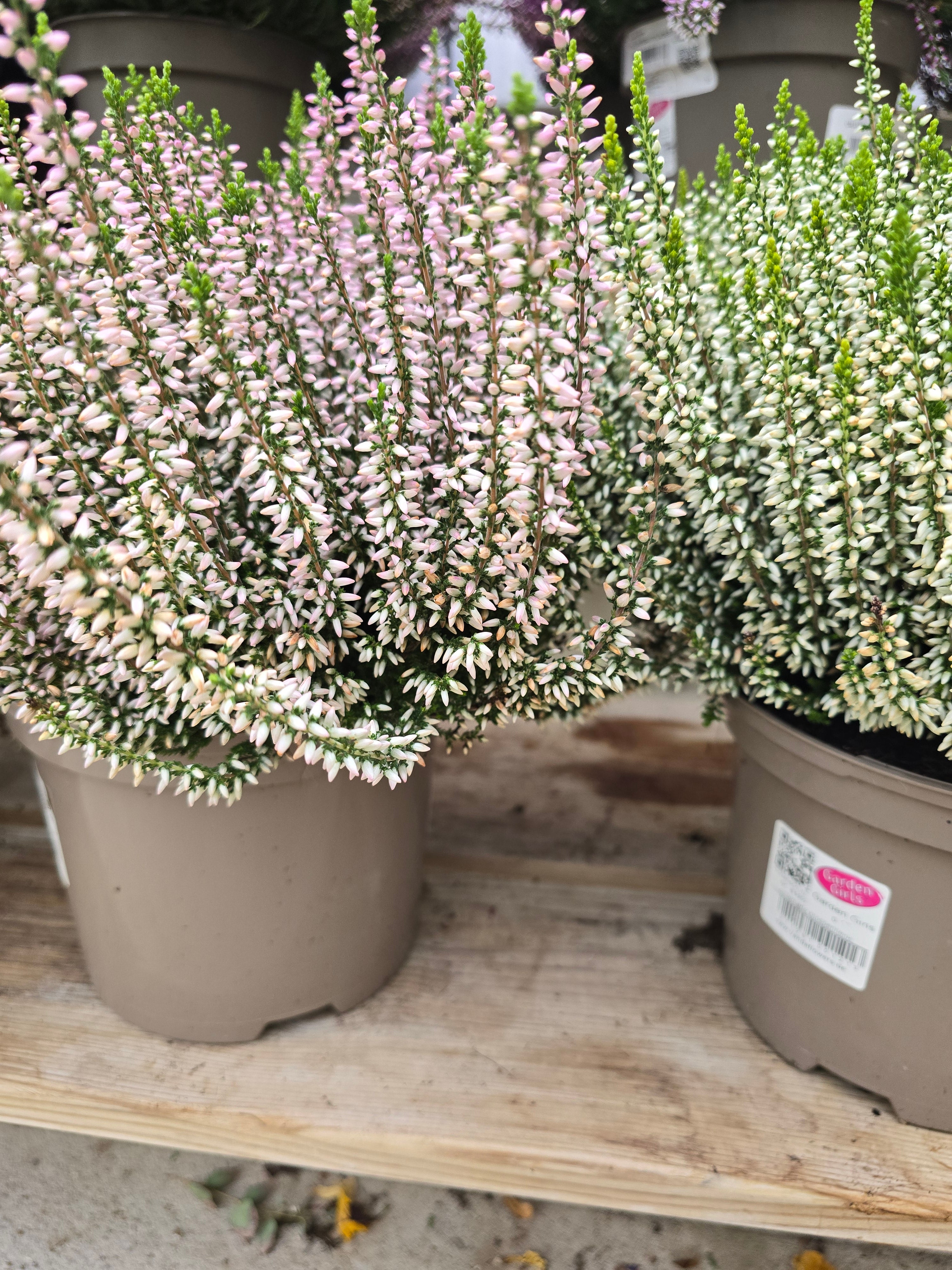 Calluna Vulgaris Garden Girls