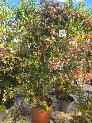 Pot de 7L - Hauteur 80/100cm