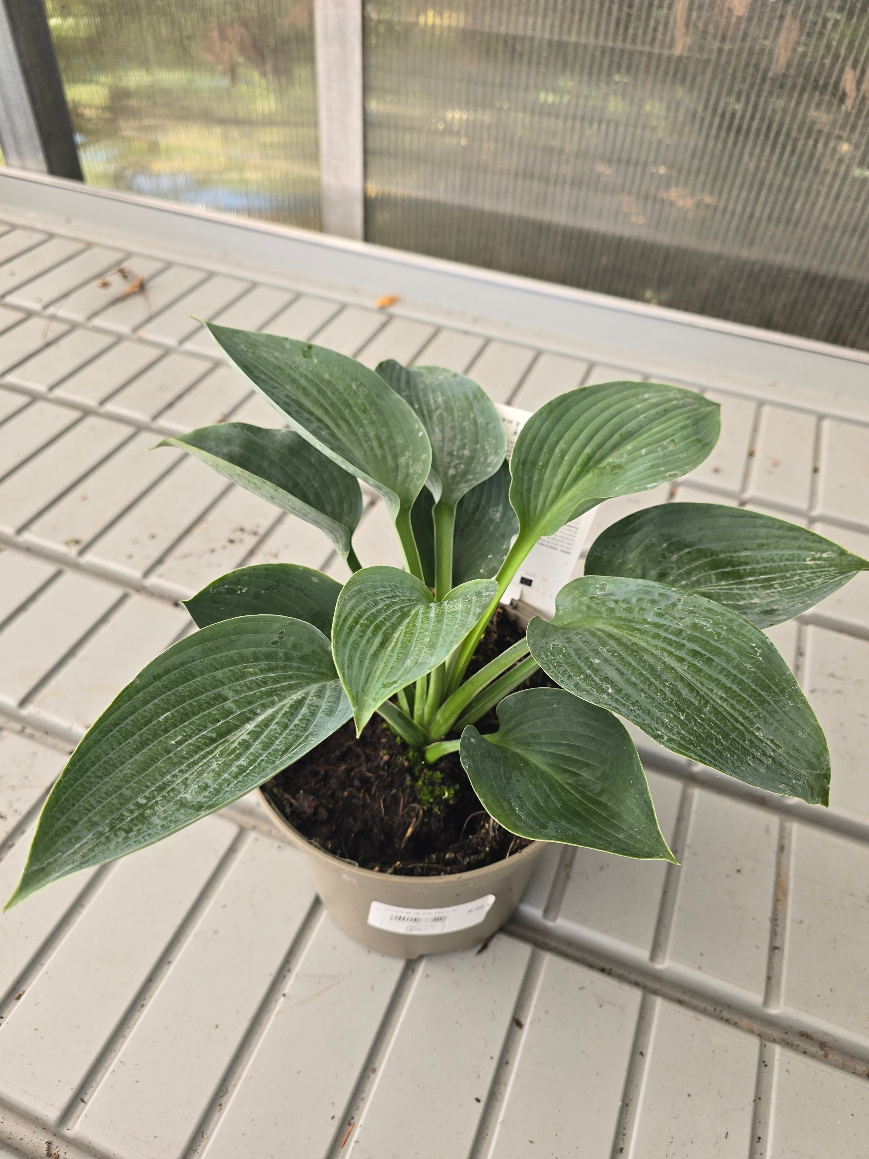 Hosta Blue Stilton