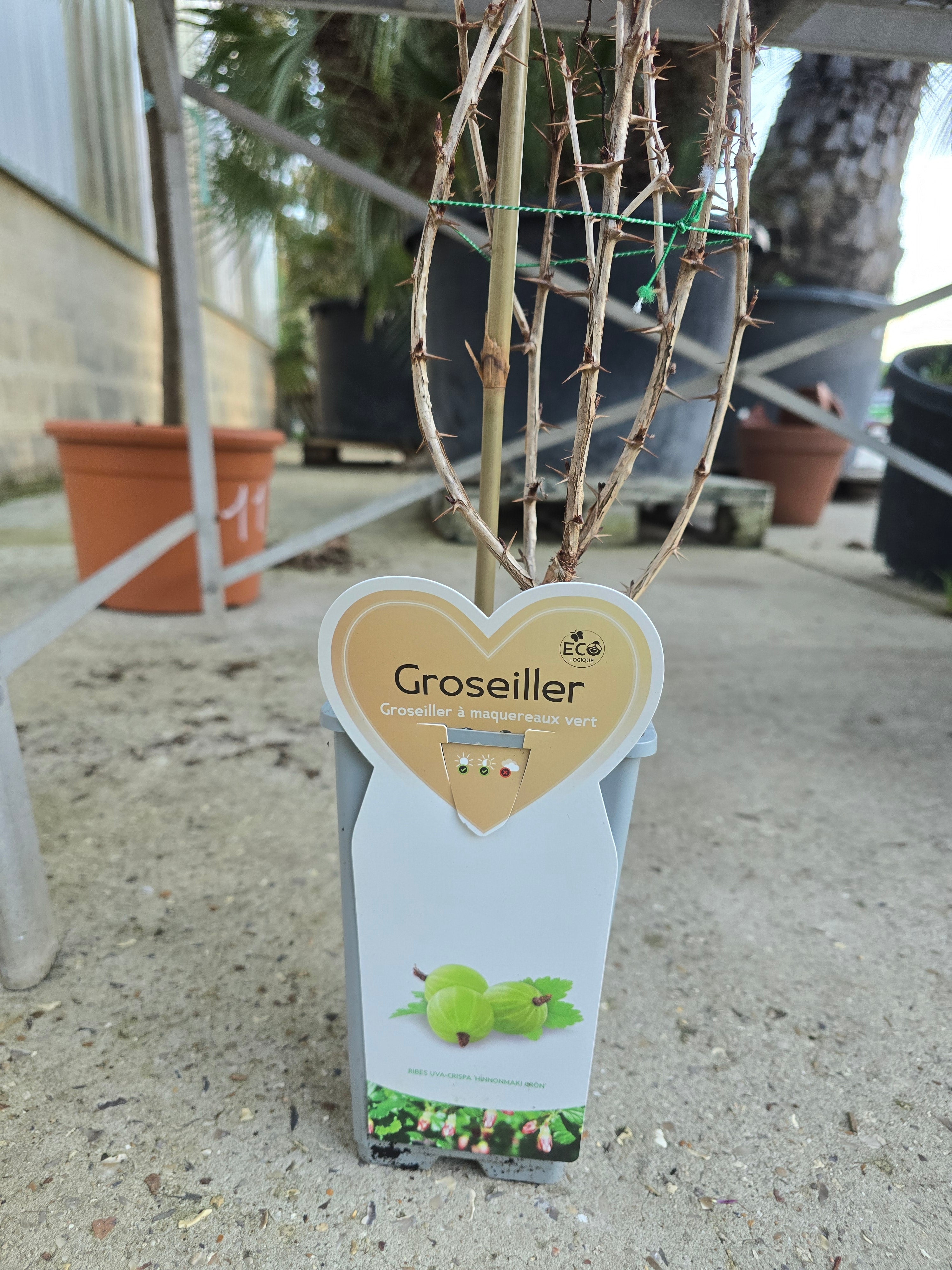 Groseiller à maquereaux vert - Ribes 'Hinnonmaki Grön'