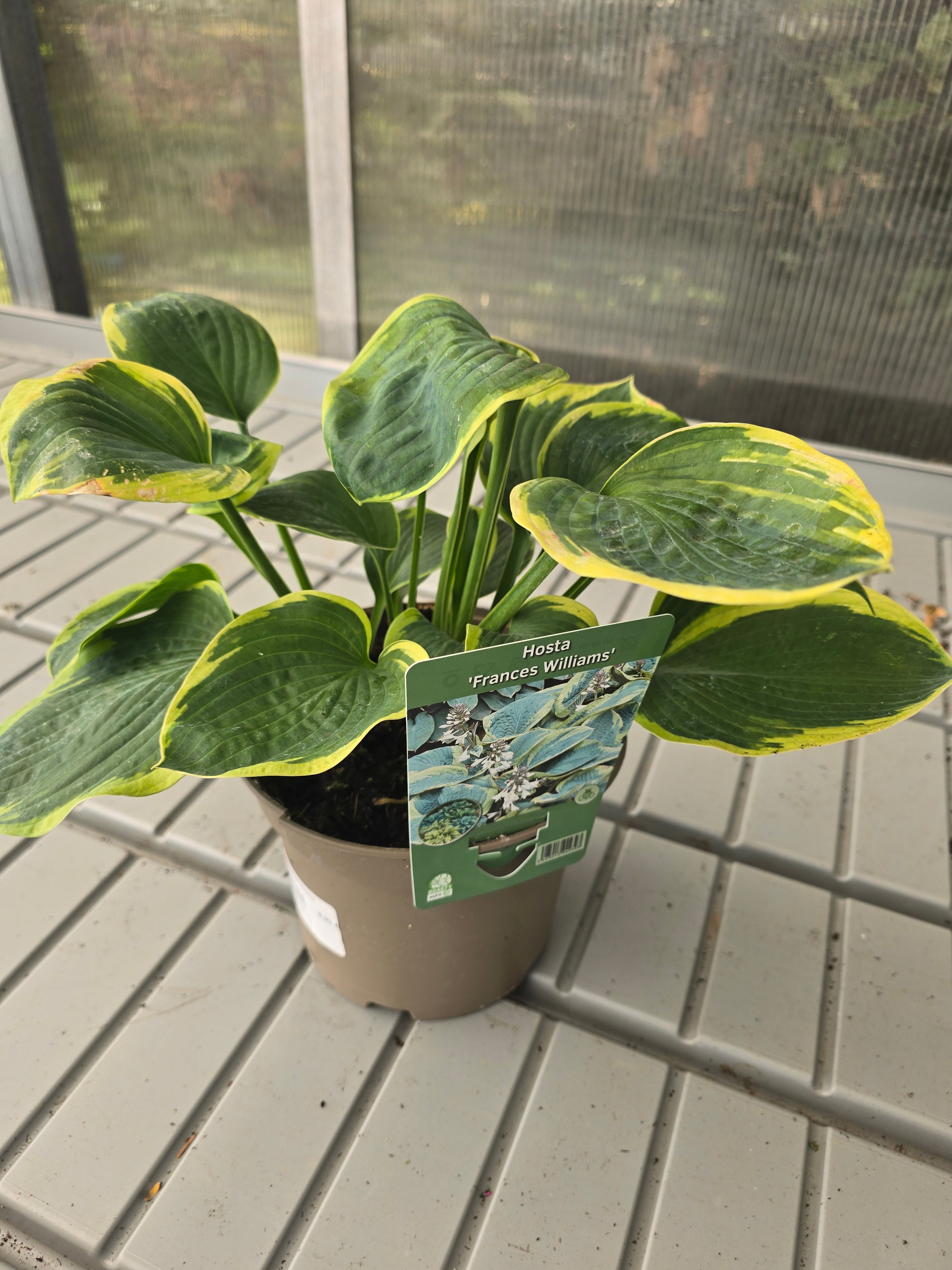 Hosta Sieboldiana Frances Williams