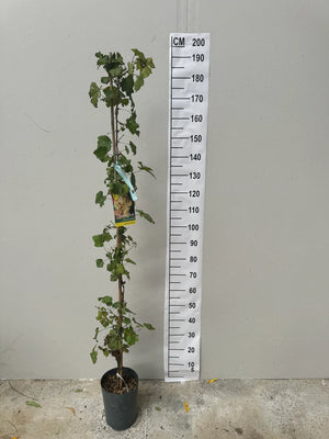 Grimpant / Pot de 5 litres - Hauteur 100/120cm