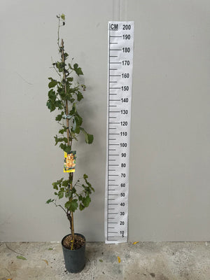 Pot de 5 litres - Hauteur 90/120cm
