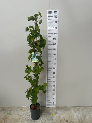 Grimpant / Pot de 5 litres - Hauteur 100/120cm