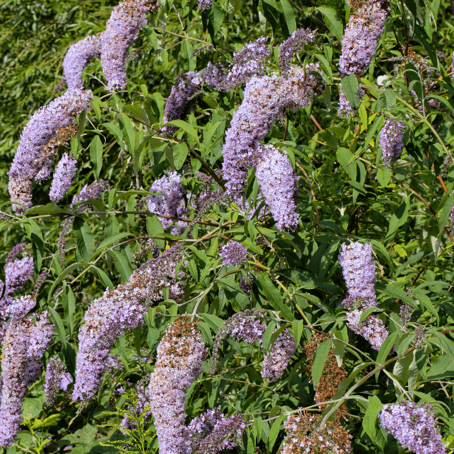 Arbre aux papillons 'Empire Blue' - Buddleja davidii 'Empire Blue' - FLEURANDIE