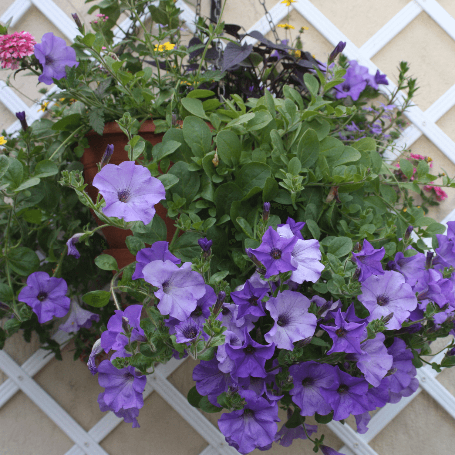 Pétunia Cascade - Petunia Cascade - FLEURANDIE