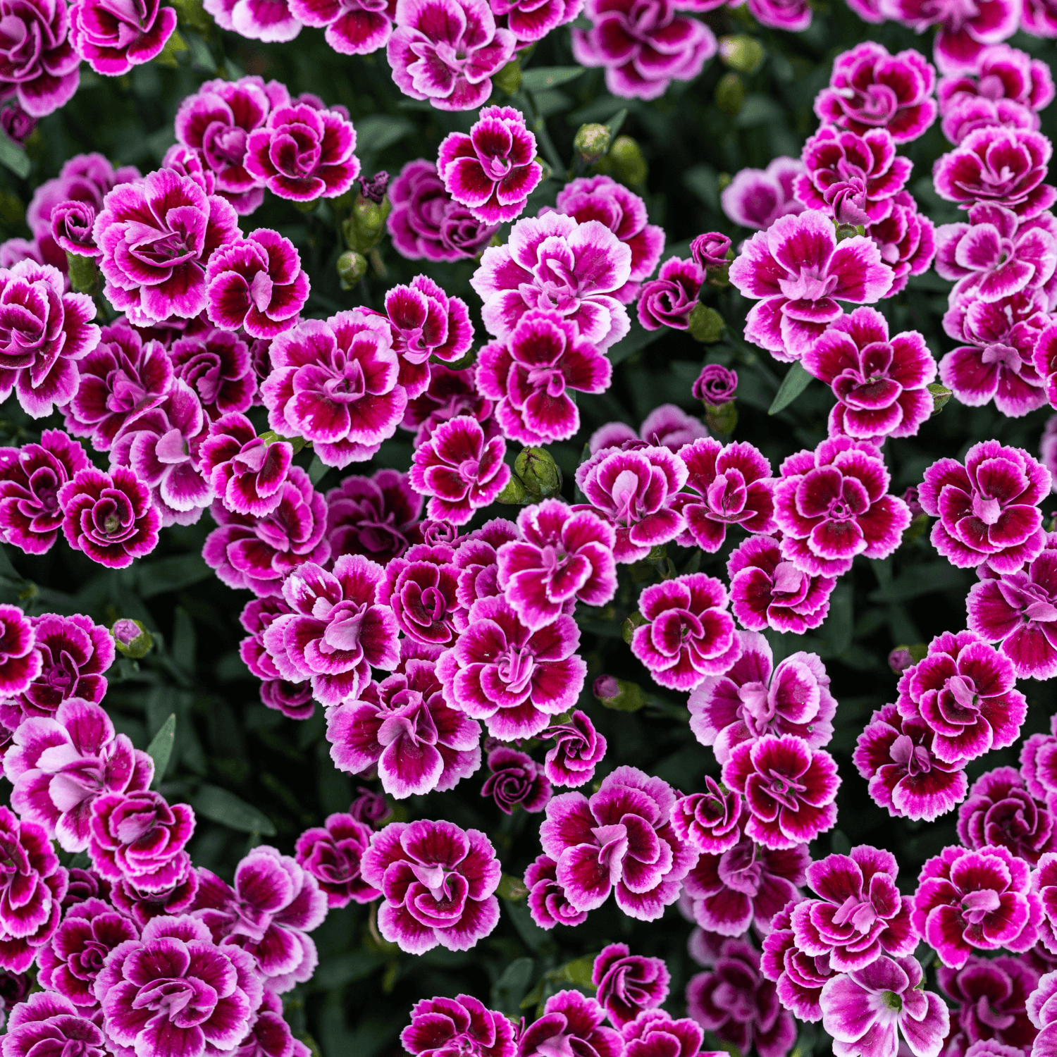 Oeillet Nain Pink Kisses - Dianthus 'Pink Kisses' - FLEURANDIE