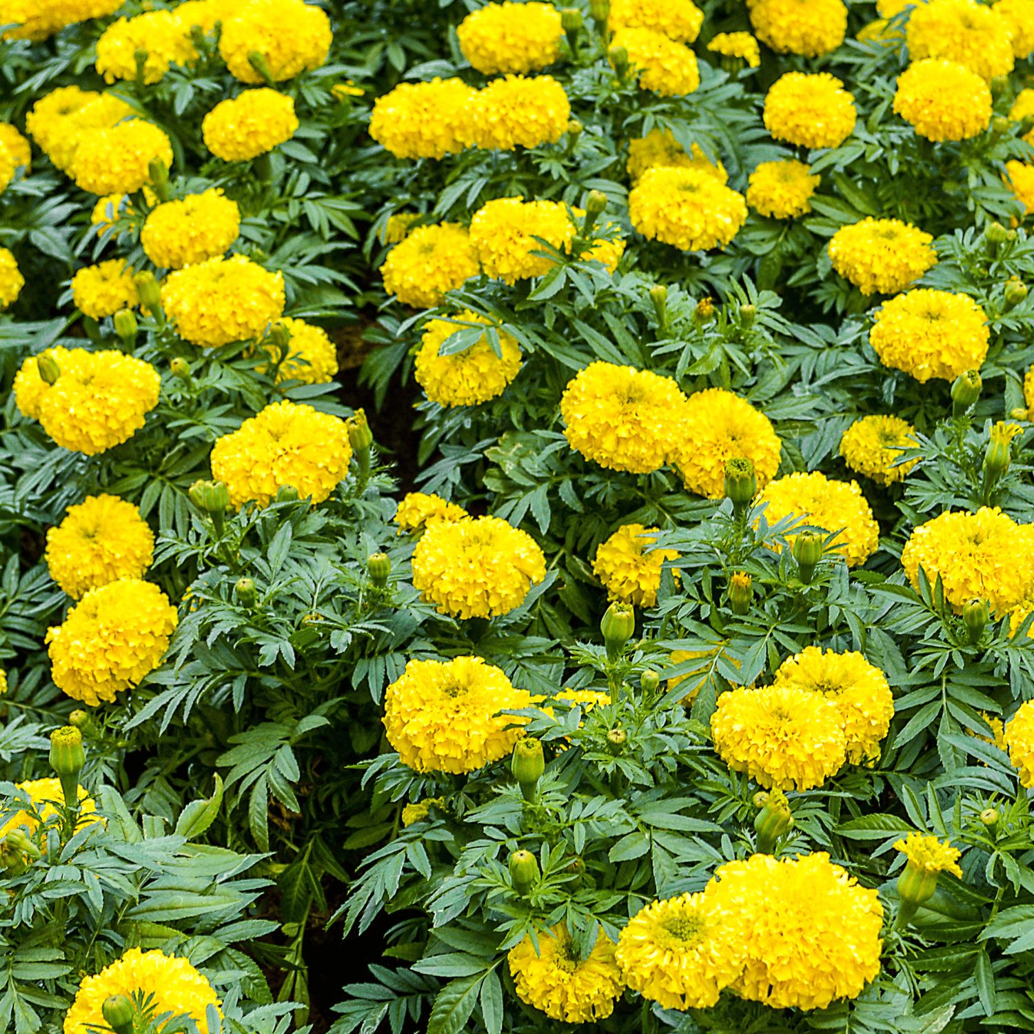 Rose D'Inde Jaune - Tagetes erecta - FLEURANDIE