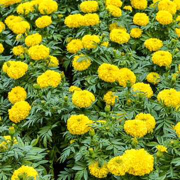 Rose D'Inde Jaune - Tagetes erecta