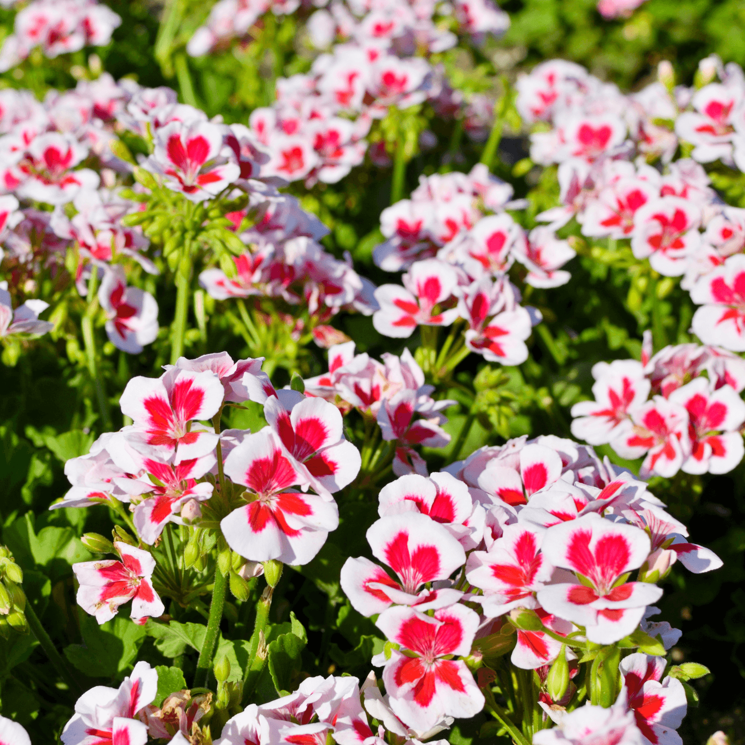 Géranium Candy Flower - Pelargonium x hortorum Candy Flower - FLEURANDIE